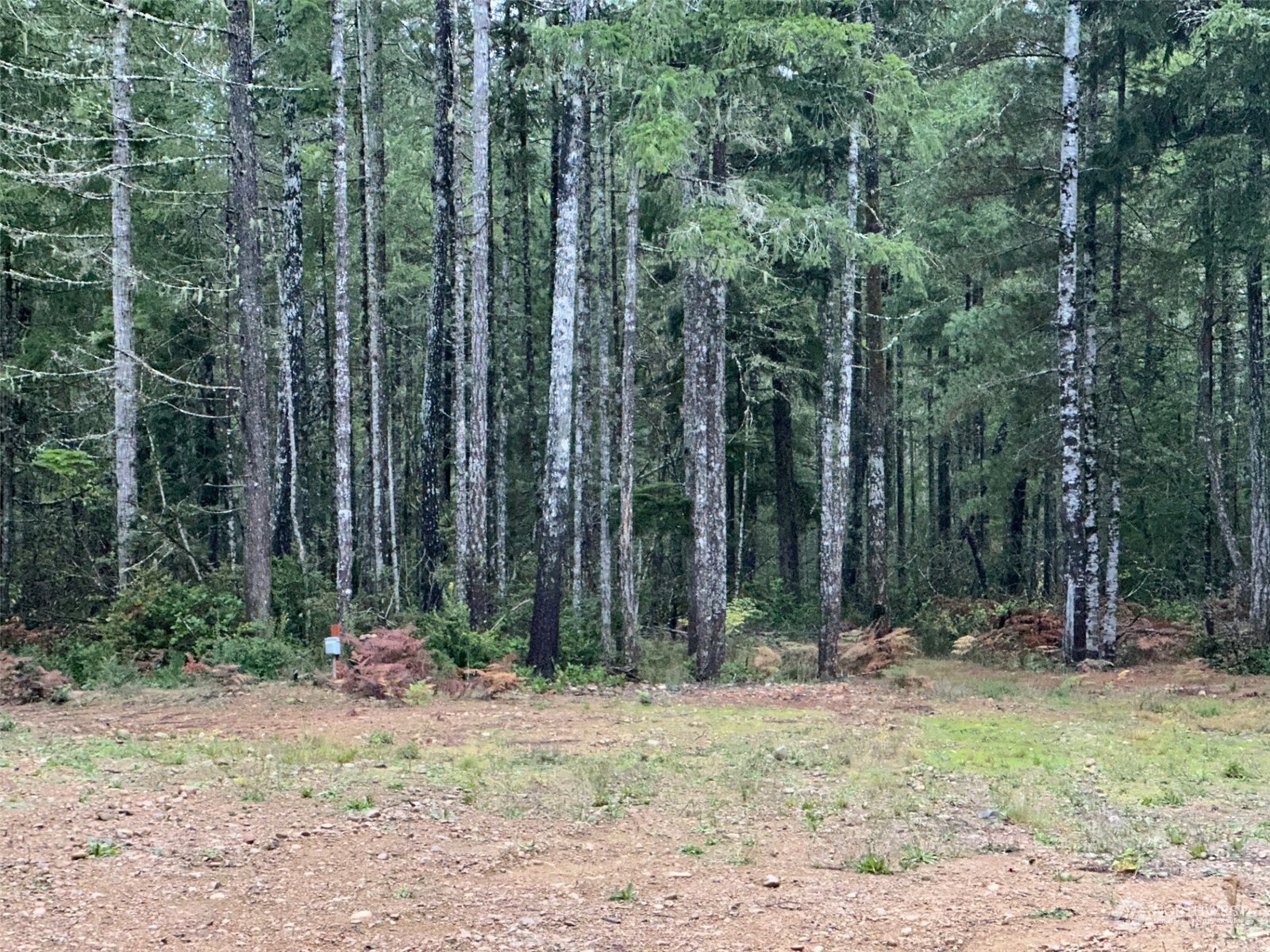 151 Northeast Bedrock Road Belfair, WA 98528 - Photo 12 of 27 a backyard of a house with lots of trees