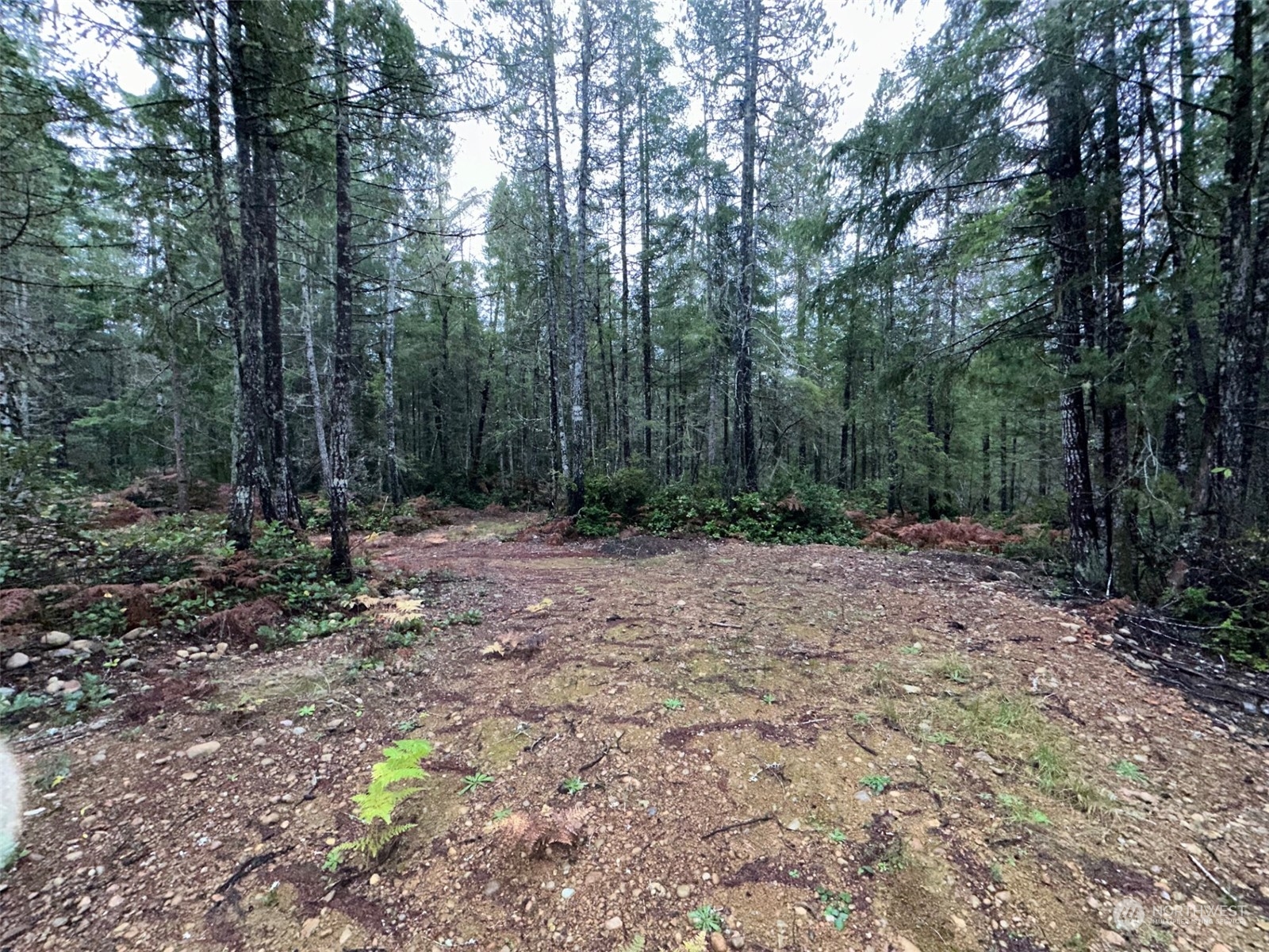 151 Northeast Bedrock Road Belfair, WA 98528 - Photo 13 of 27 a view of a forest with trees in the background