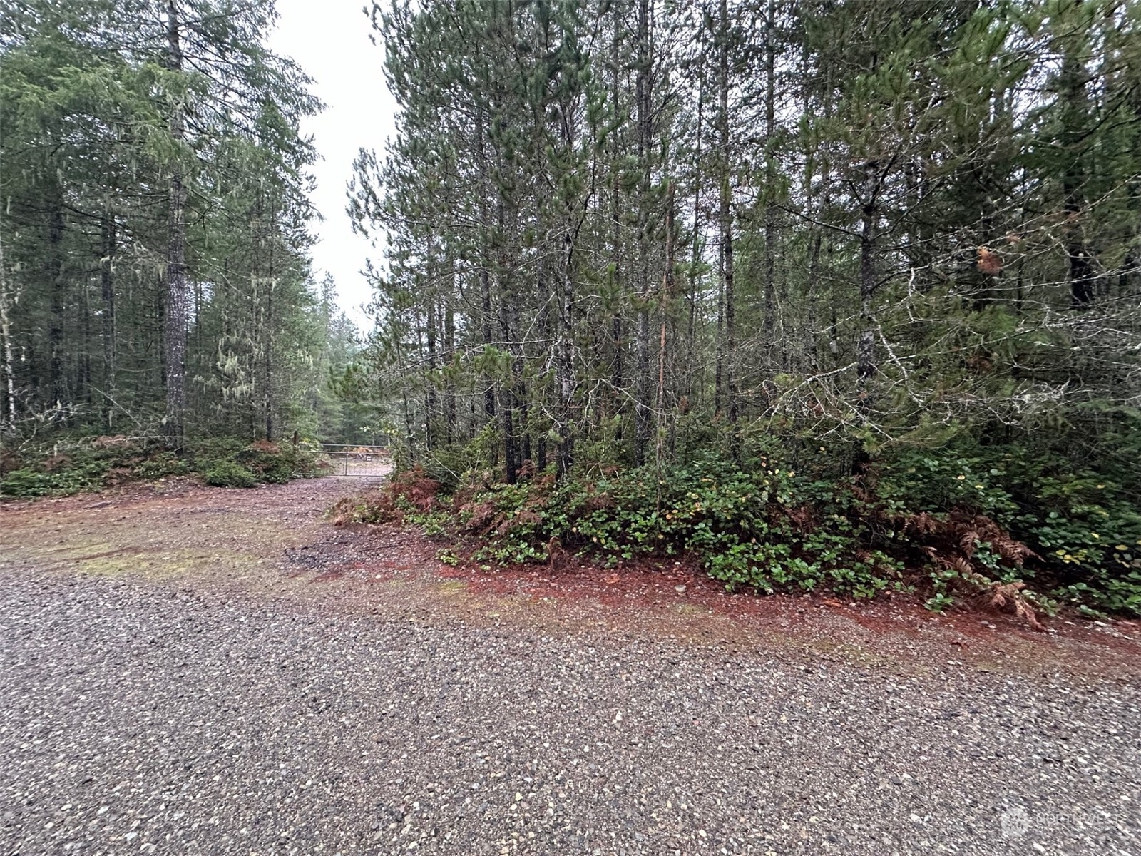 151 Northeast Bedrock Road Belfair, WA 98528 - Photo 25 of 27 a view of a forest with trees in the background