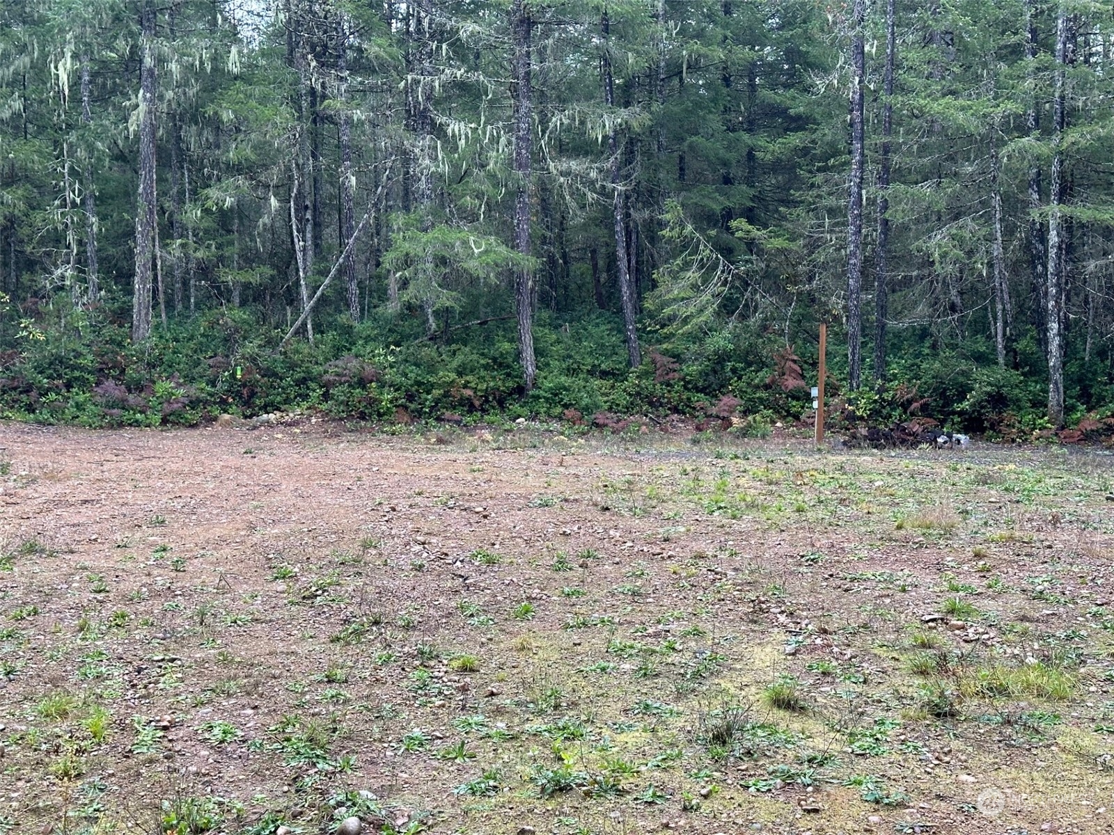 151 Northeast Bedrock Road Belfair, WA 98528 - Photo 9 of 27 a view of a dry yard with trees
