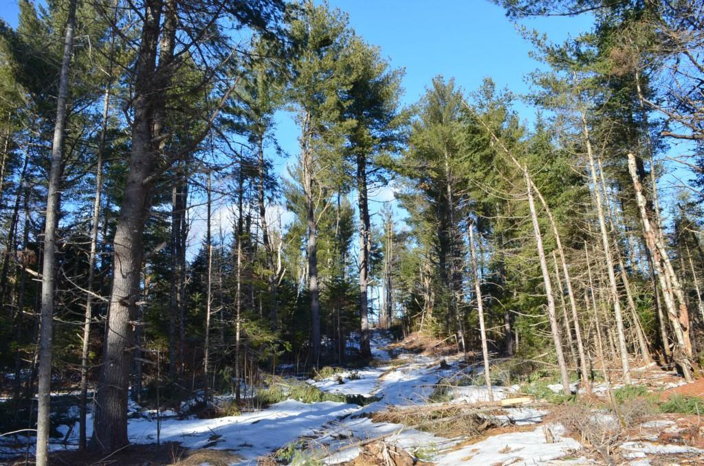 0 Park Street Springfield, ME 04487 - Photo 1 of 24 Photo