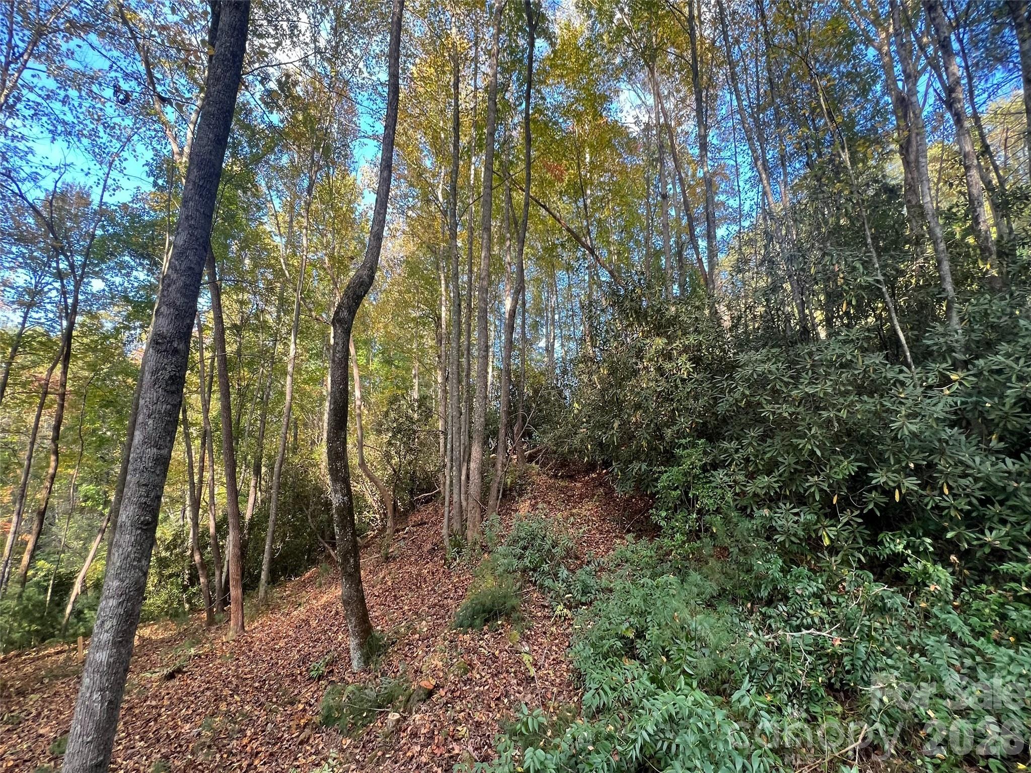 6 Dividing Ridge Trail, Unit 1 Arden, NC 28704 - Photo 16 of 18 a view of a forest with trees