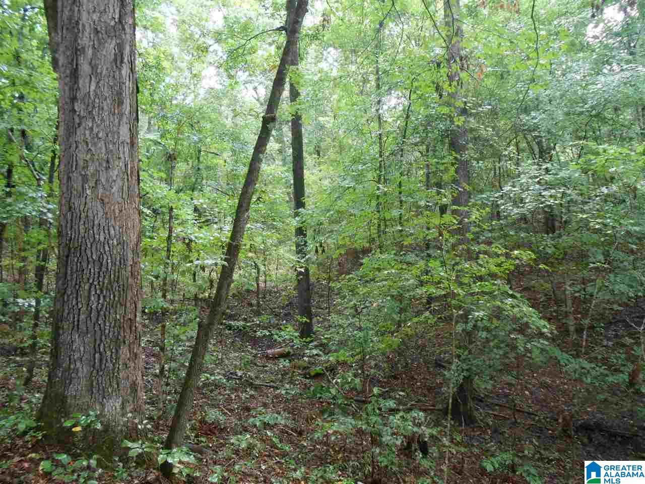 476 Brown Hill Road Steele, AL 35987 - Photo 15 of 18 Gallery Image 15