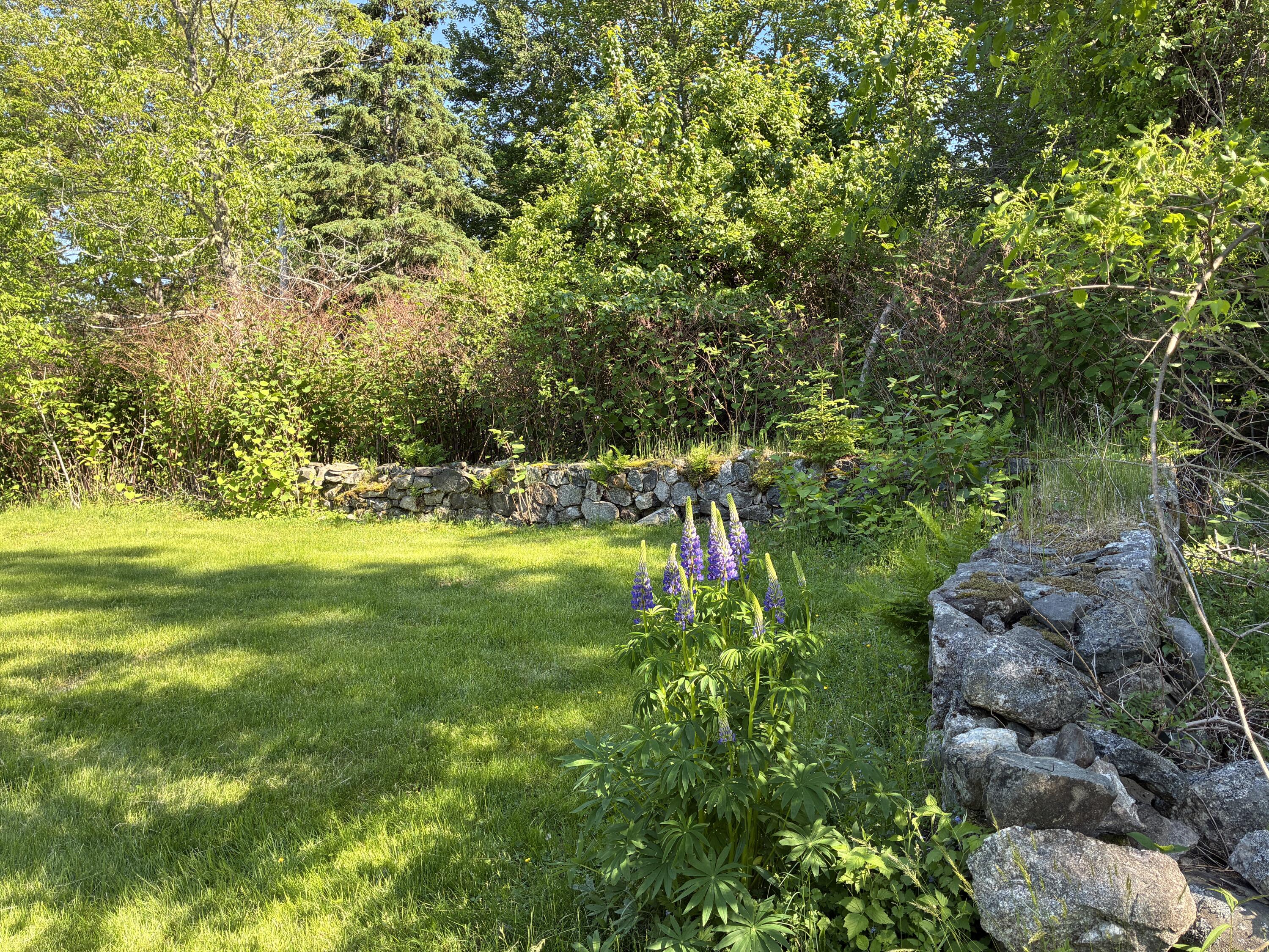 707 Newbury Neck Road Surry, ME 04684 - Photo 31 of 40 Stone wall on south and west side.
