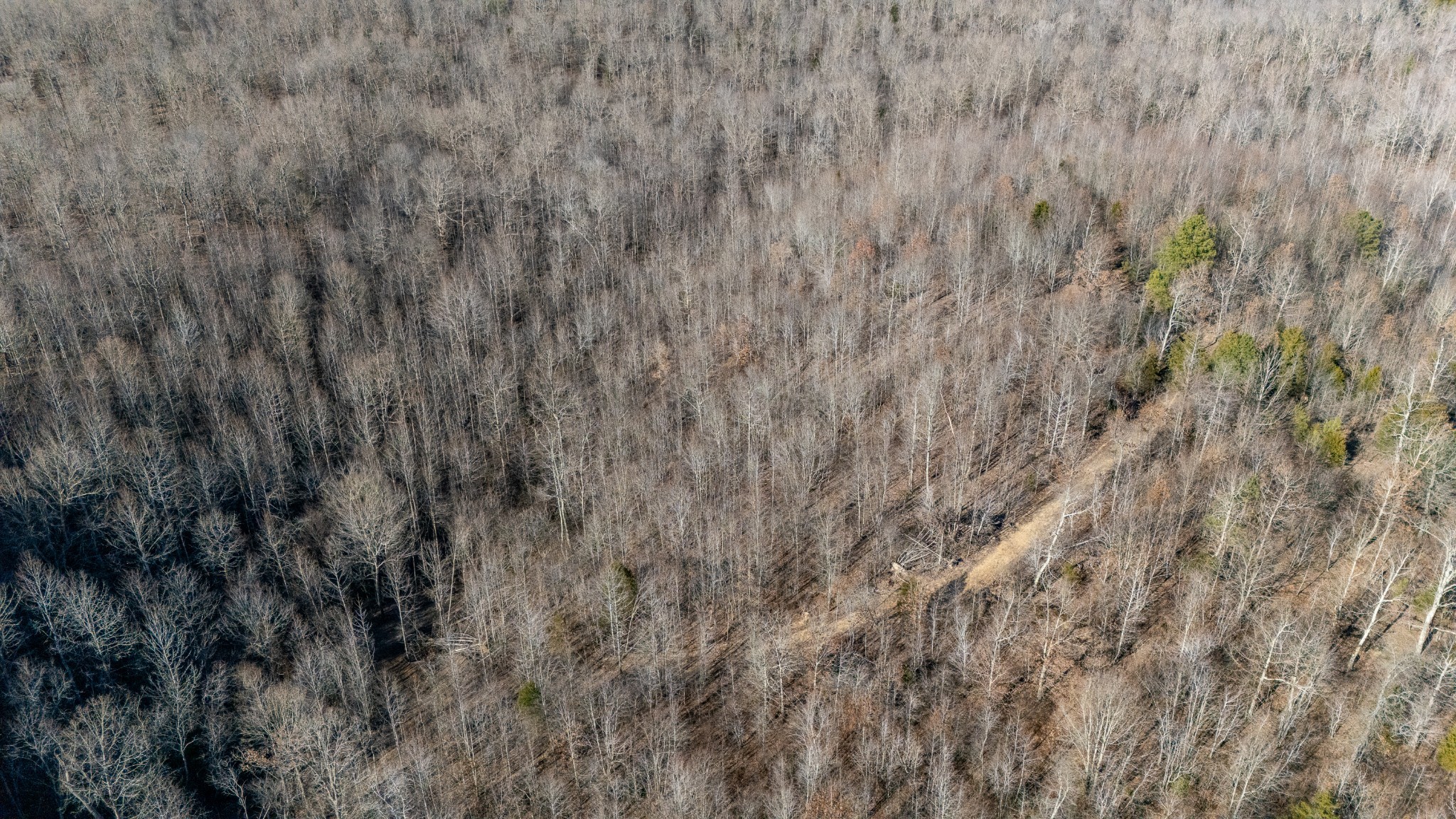 0 Coxburg Road South Holladay, TN 38341 - Photo 6 of 15 a view of a lush green field