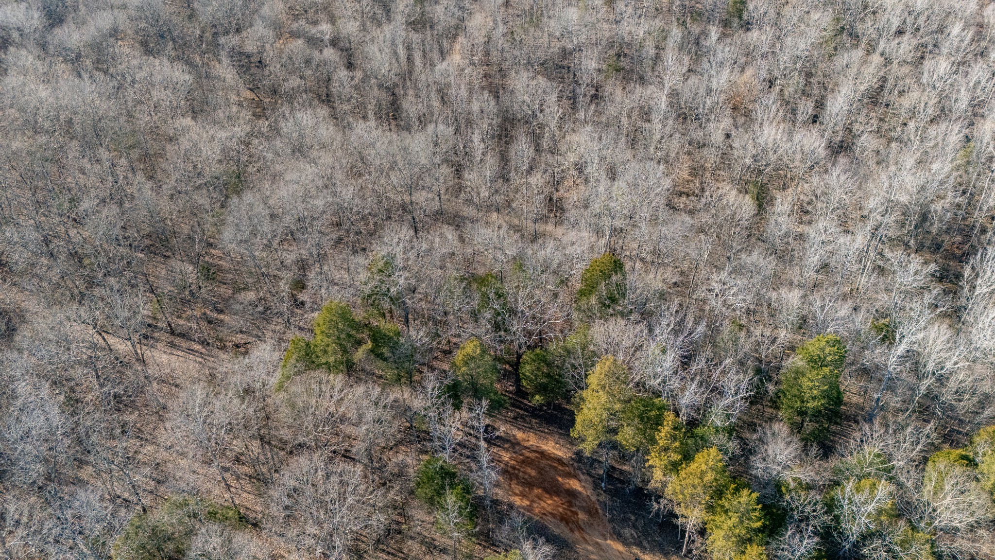 0 Coxburg Road South Holladay, TN 38341 - Photo 7 of 15 a view of a forest with large trees