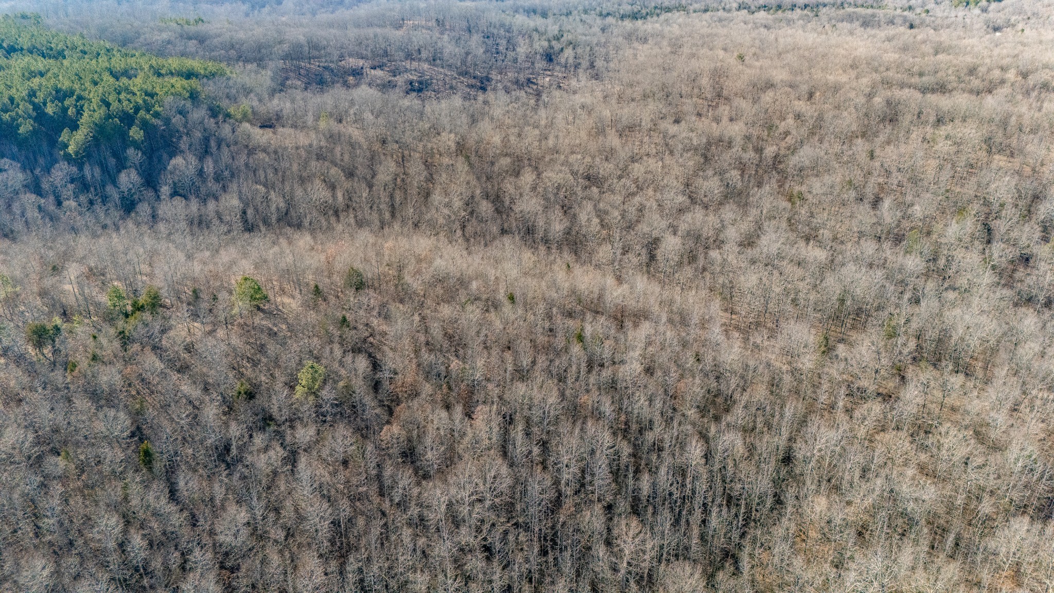 0 Coxburg Road South Holladay, TN 38341 - Photo 9 of 15 a view of a dry yard