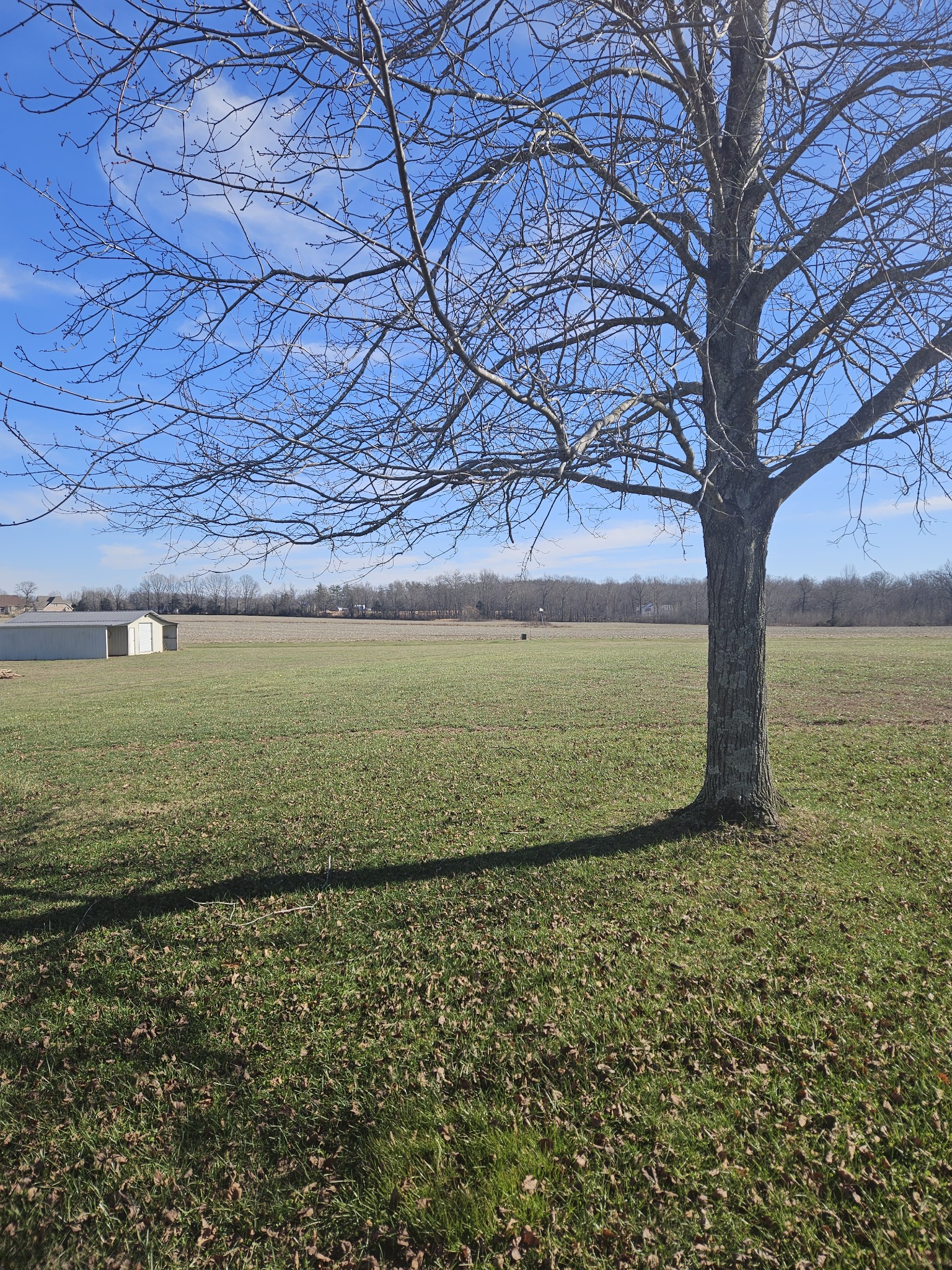 183 Gilliam Lane Tullahoma, TN 37388 - Photo 23 of 28 a view of a large tree with a yard