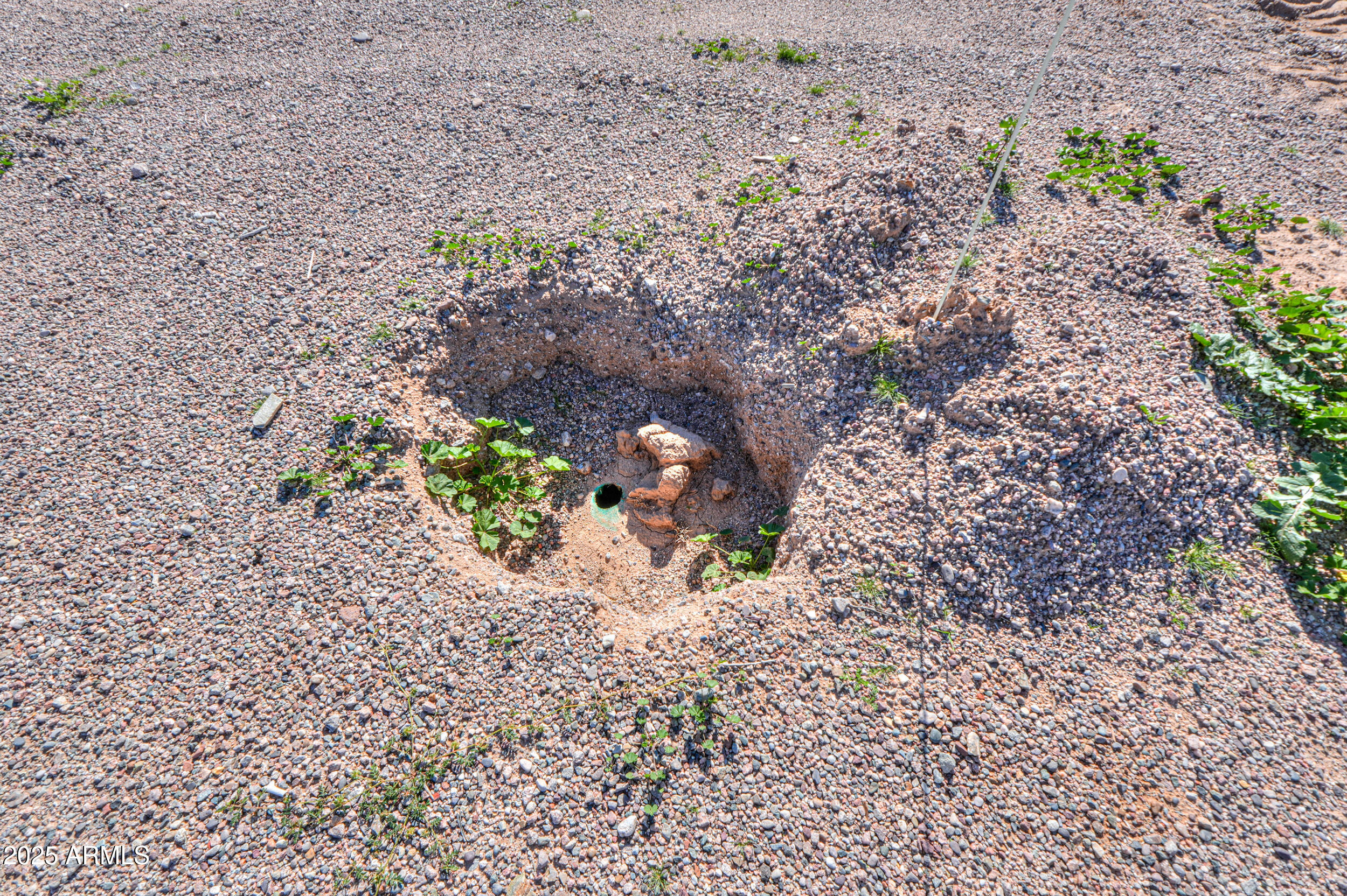 48217 West Quail Run Road, Unit 8 Maricopa, AZ 85139 - Photo 22 of 33 a view of a yard with plants and flowers