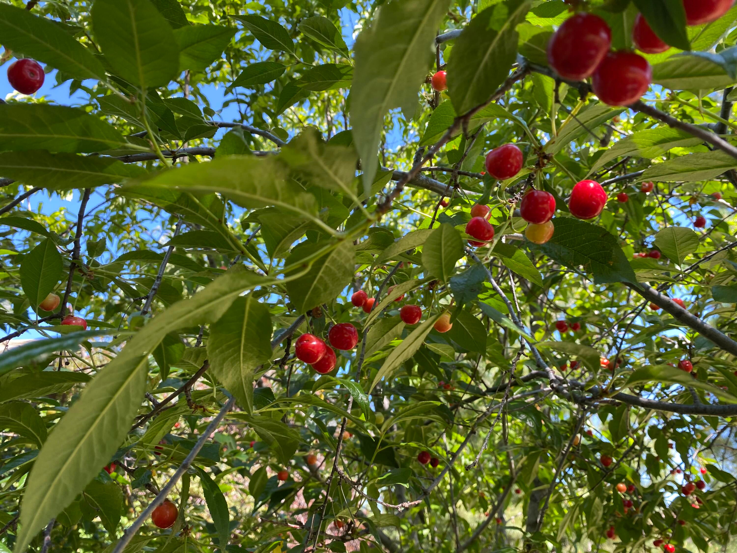 61878 Fall Creek Loop Bend, OR 97702 - Photo 28 of 49 Cherry Tree in backyard