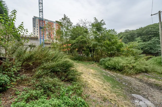 a view of a garden with plants