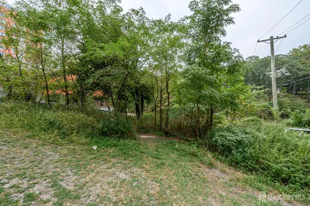 a view of a lush green forest