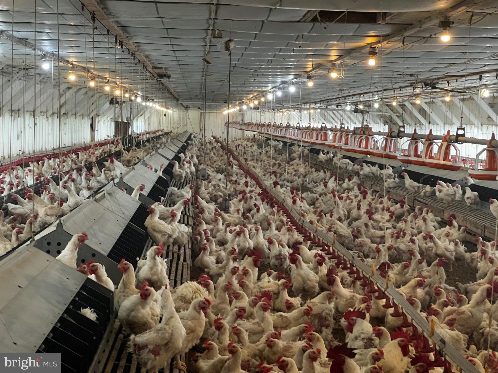2971 Co Rte 259/3 Mathias, WV 26812 - Photo 15 of 41 Vibrant life in a poultry farm.