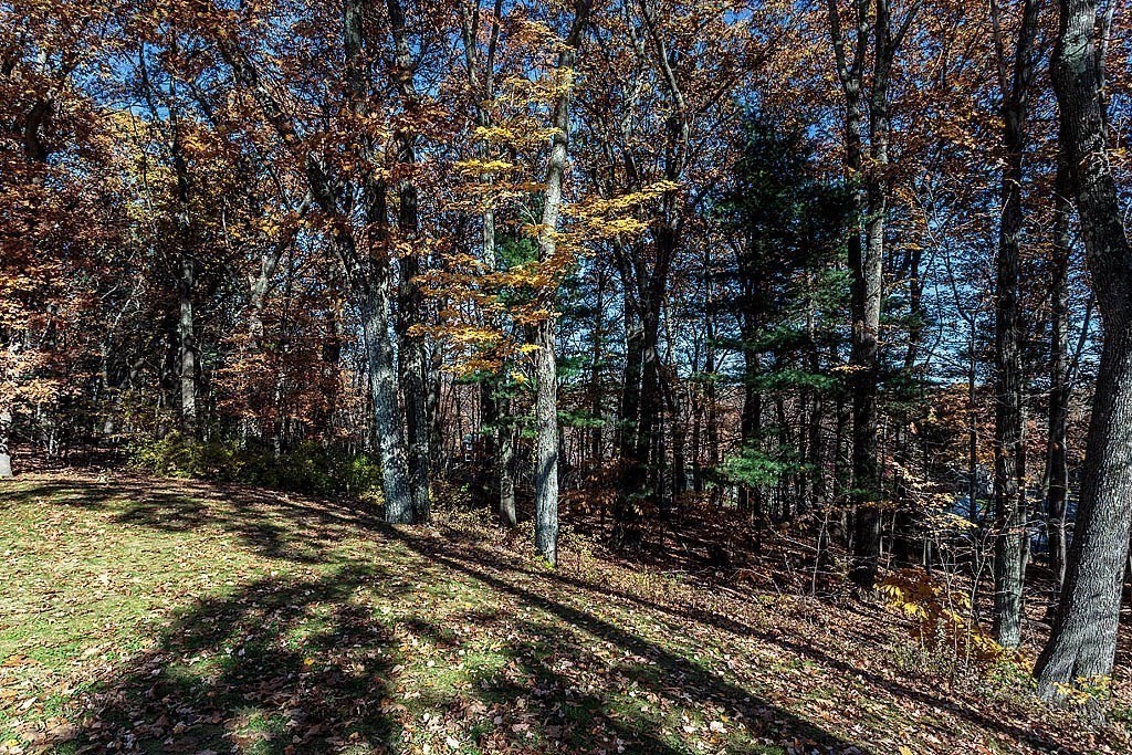 49 Amble Road Chelmsford, MA 01824 - Photo 23 of 26 a view of a forest with trees