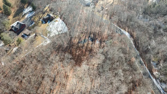 a close up of a tree