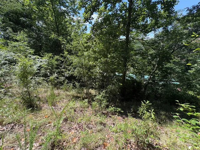 a view of a forest with a tree