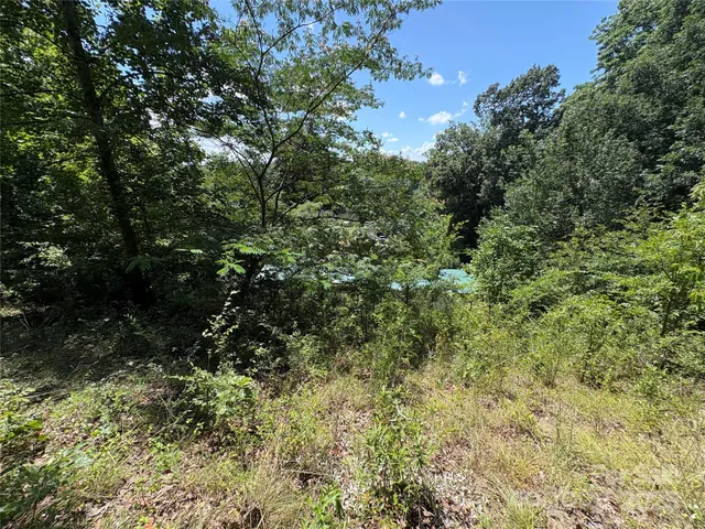 a view of a lush green forest