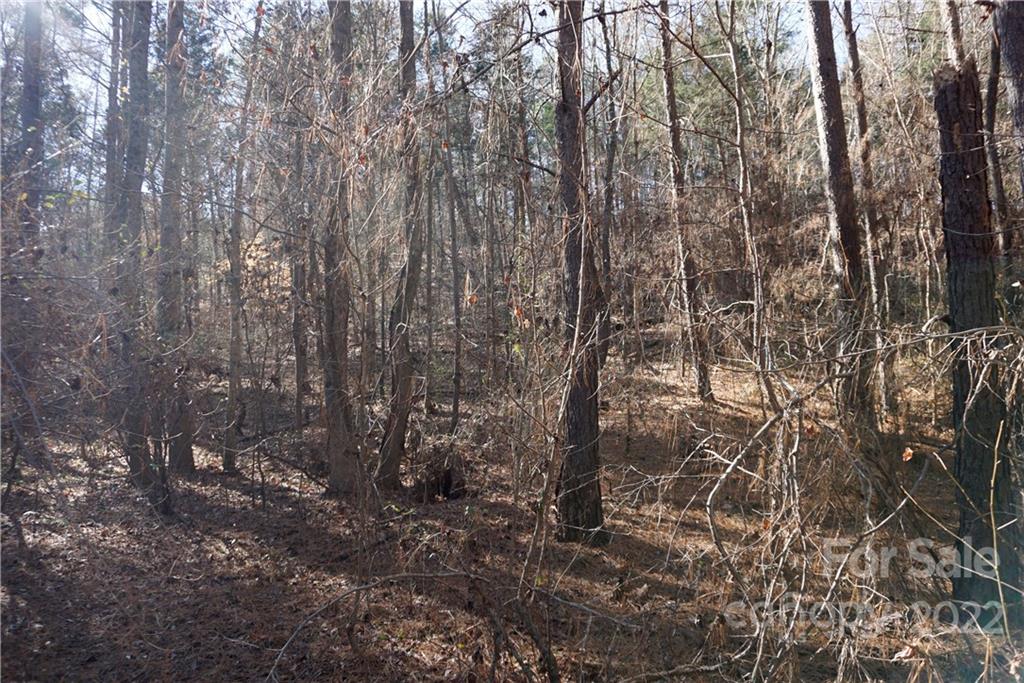 25-ac 25-ac Skyline Road Chester, SC 29706 - Photo 13 of 16 a view of a yard with a tree