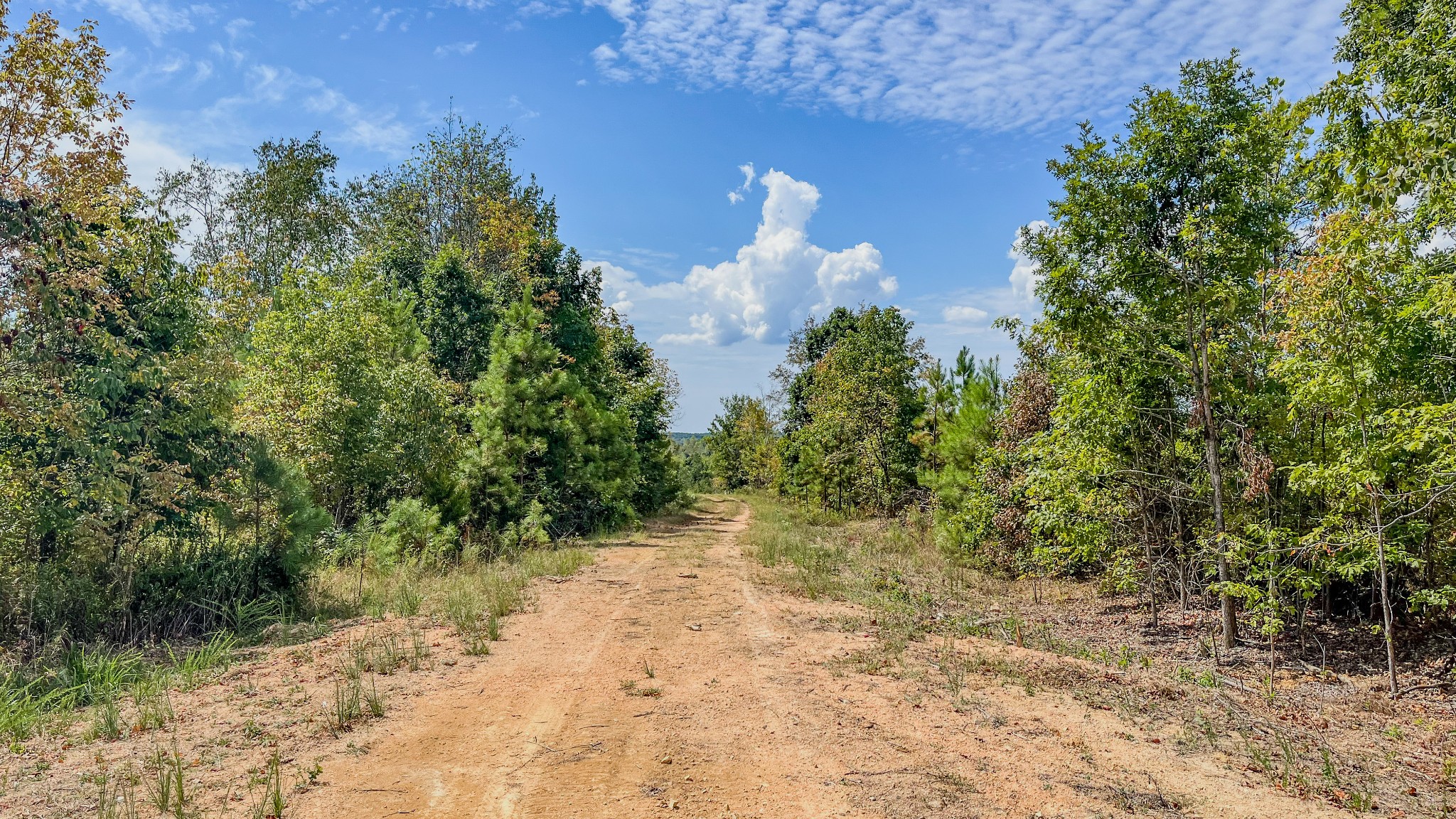 0 Hurricane Creek Road Southeast Stewart, TN 37175 - Photo 18 of 19 a view of a pathway both side of yard