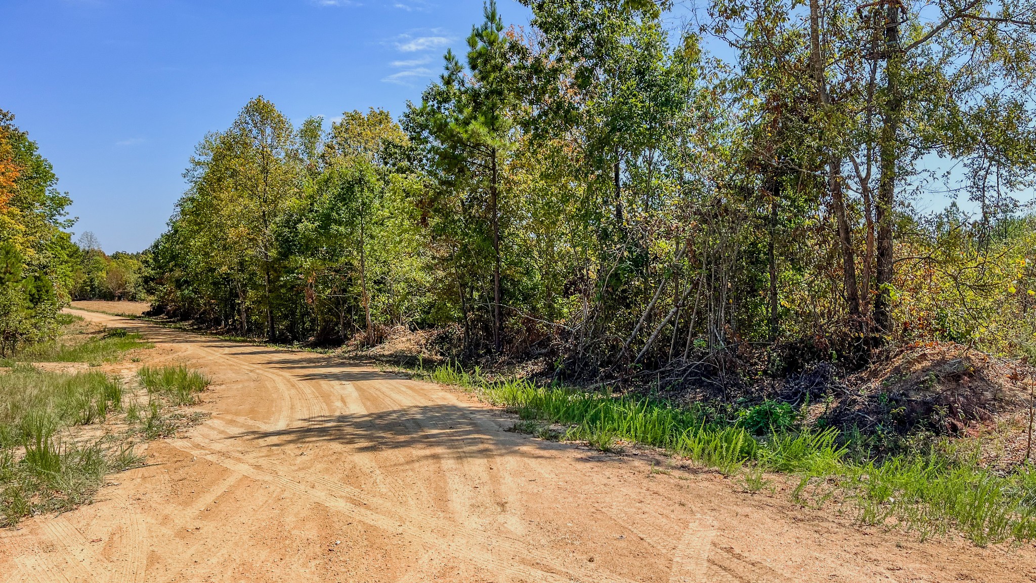 0 Hurricane Creek Road Southeast Stewart, TN 37175 - Photo 6 of 19 a view of a yard with plants and trees