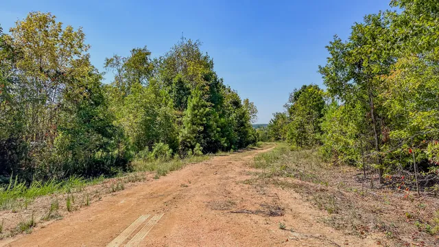 a view of a road with plants and a trees