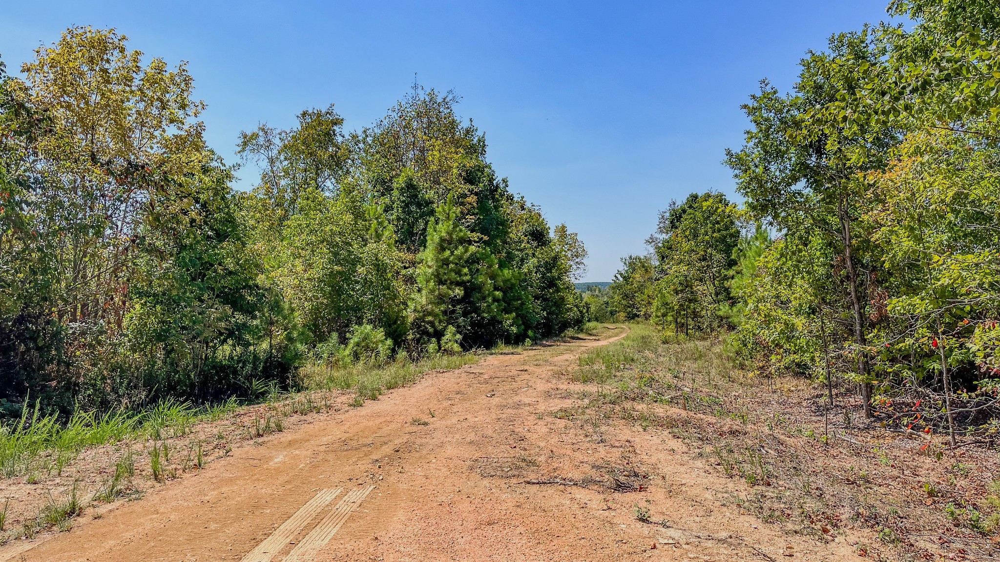 0 Hurricane Creek Road Southeast Stewart, TN 37175 - Photo 7 of 19 a view of a road with plants and a trees