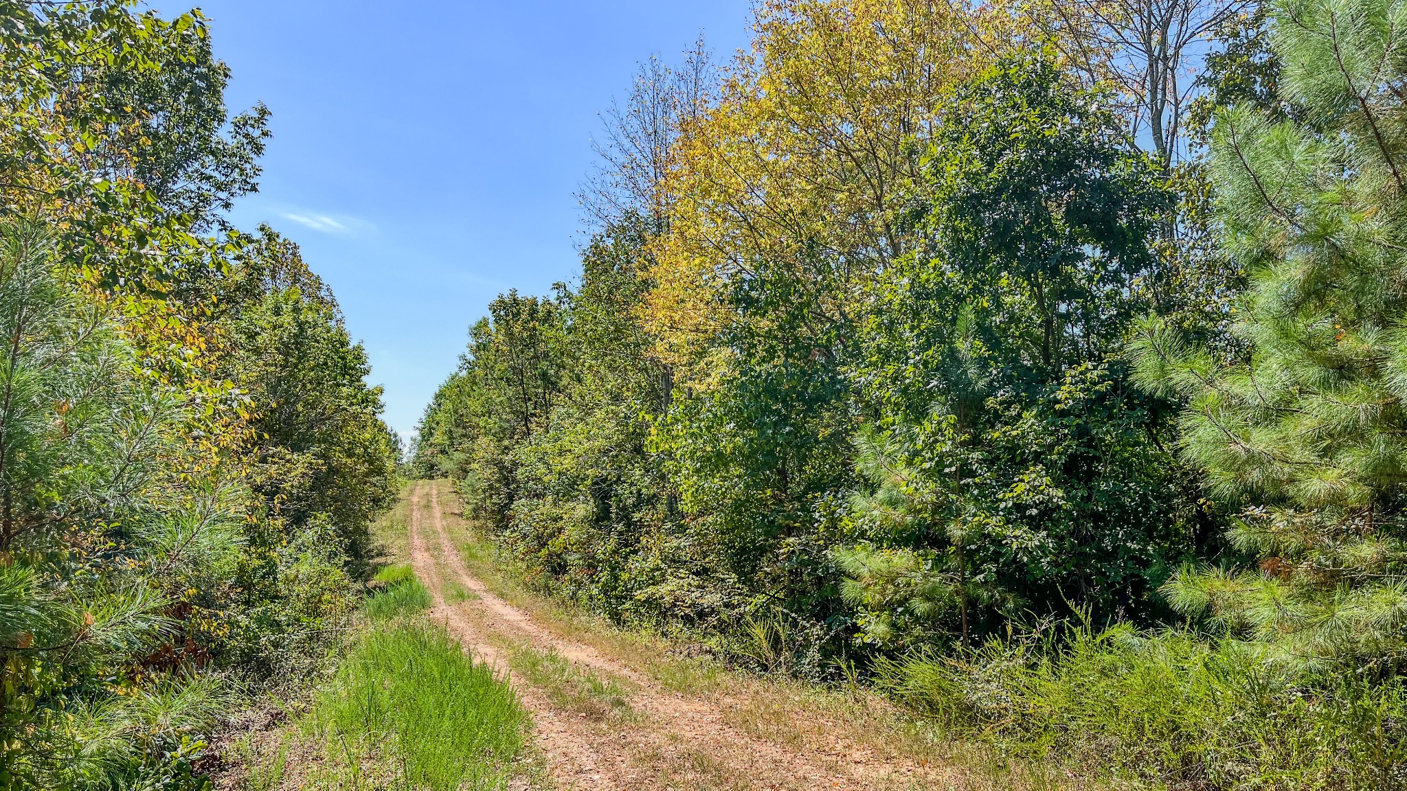 0 Hurricane Creek Road Southeast Stewart, TN 37175 - Photo 8 of 19 a view of a yard with plants and a small yard