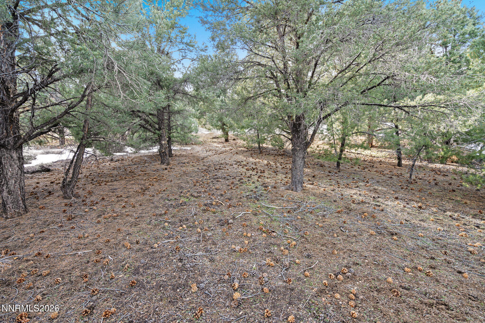 21740 Clemens Road Reno, NV 89521 - Photo 12 of 12 a view of a yard with trees