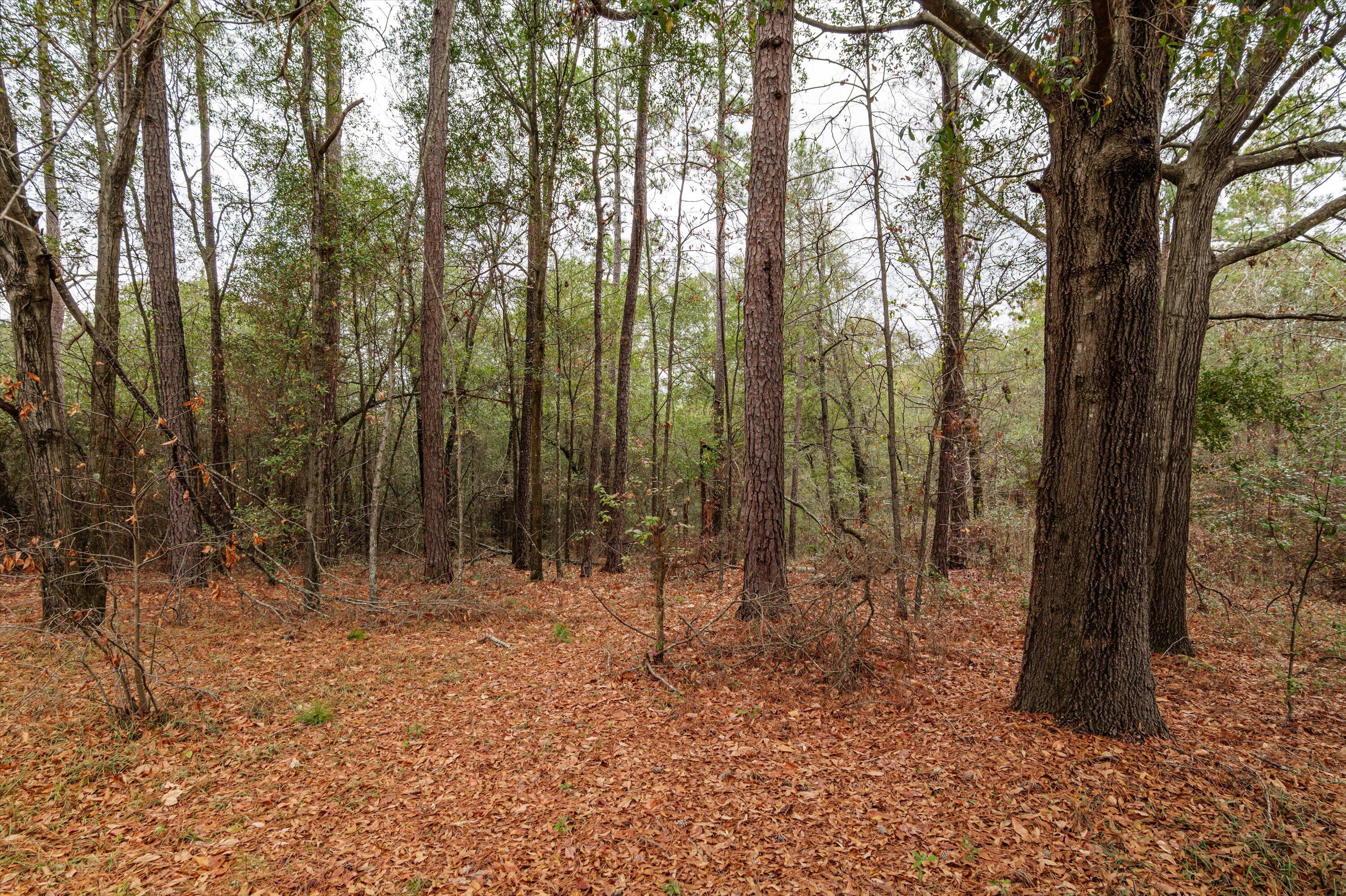 979 Horseshoe Road Augusta, GA 30906 - Photo 32 of 62 32-P1505048