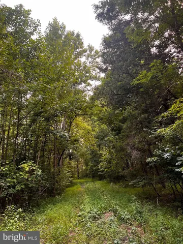 a view of a yard with plants and large trees