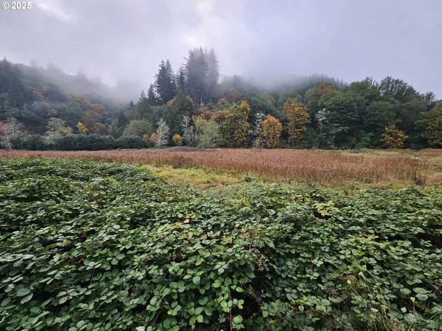 a view of a back yard
