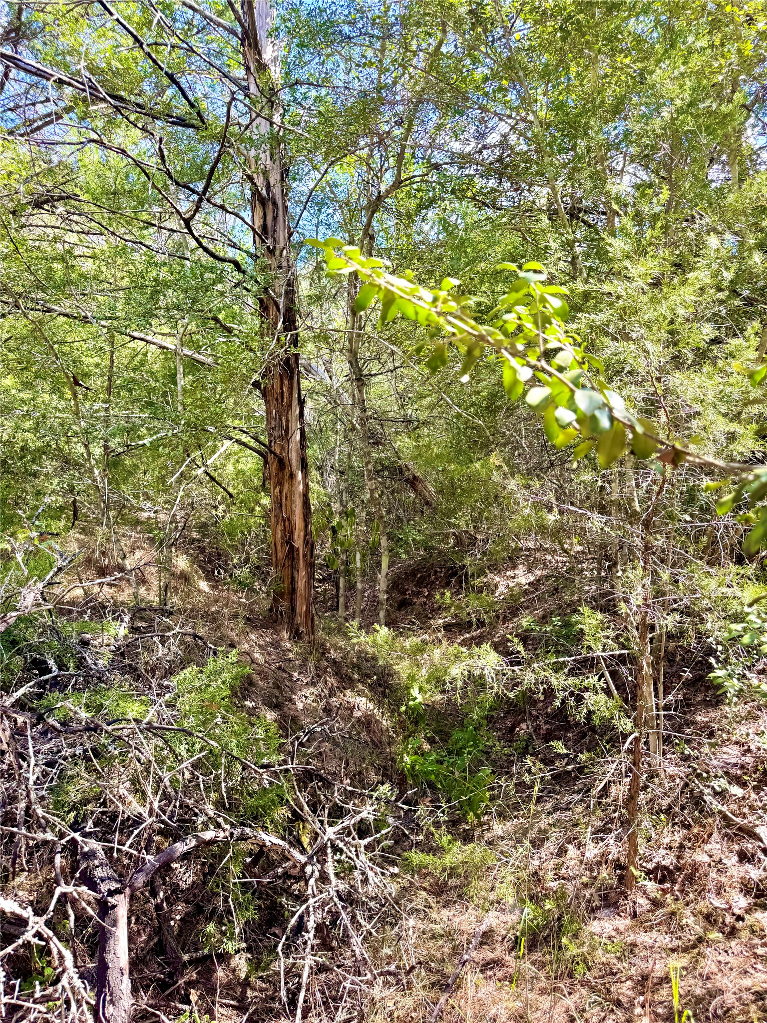 Tbd 50.62-acres Tbd 50.62-acres Rabel Road Rosanky, TX 78953 - Photo 11 of 23 View of wooded area