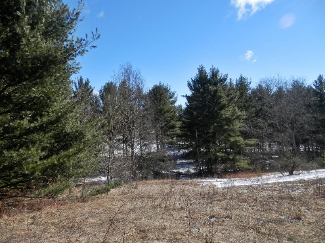 8790 Ruttan Road Northwest Alden, MI 49612 - Photo 36 of 43 Beautiful white pines