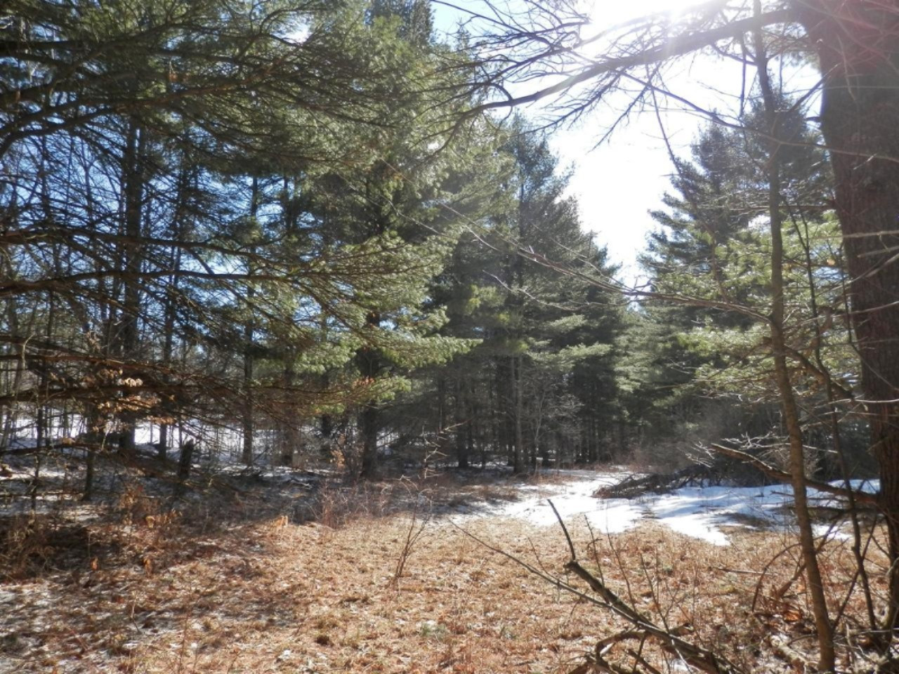 8790 Ruttan Road Northwest Alden, MI 49612 - Photo 4 of 43 Wooded areas with tall pines