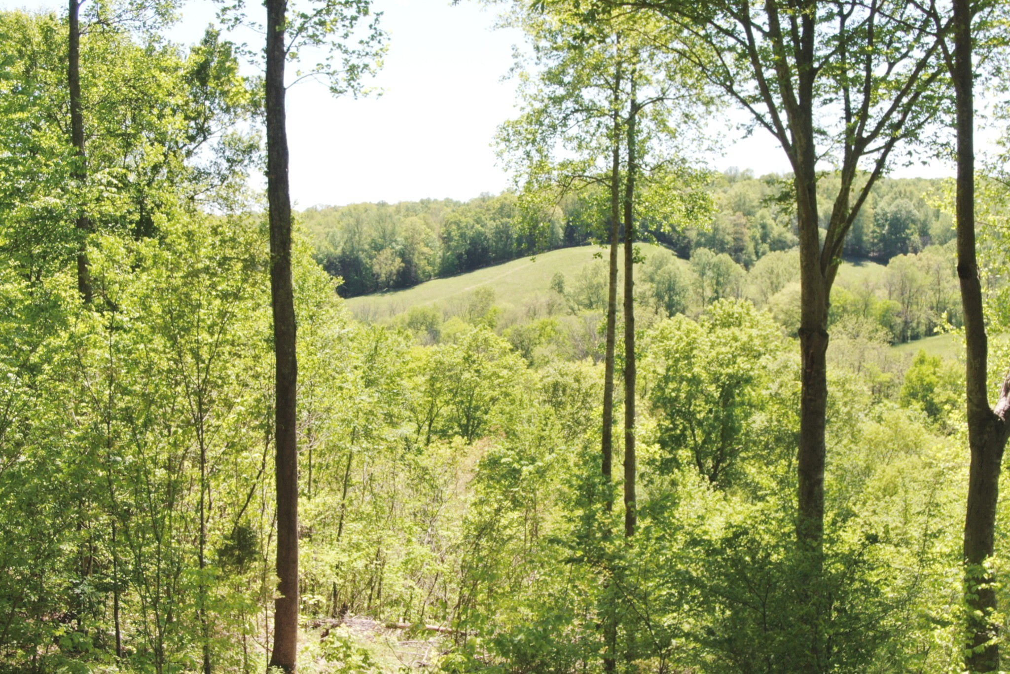 7107 Wells Cemetery Road Dickson, TN 37055 - Photo 43 of 59 a view of a yard