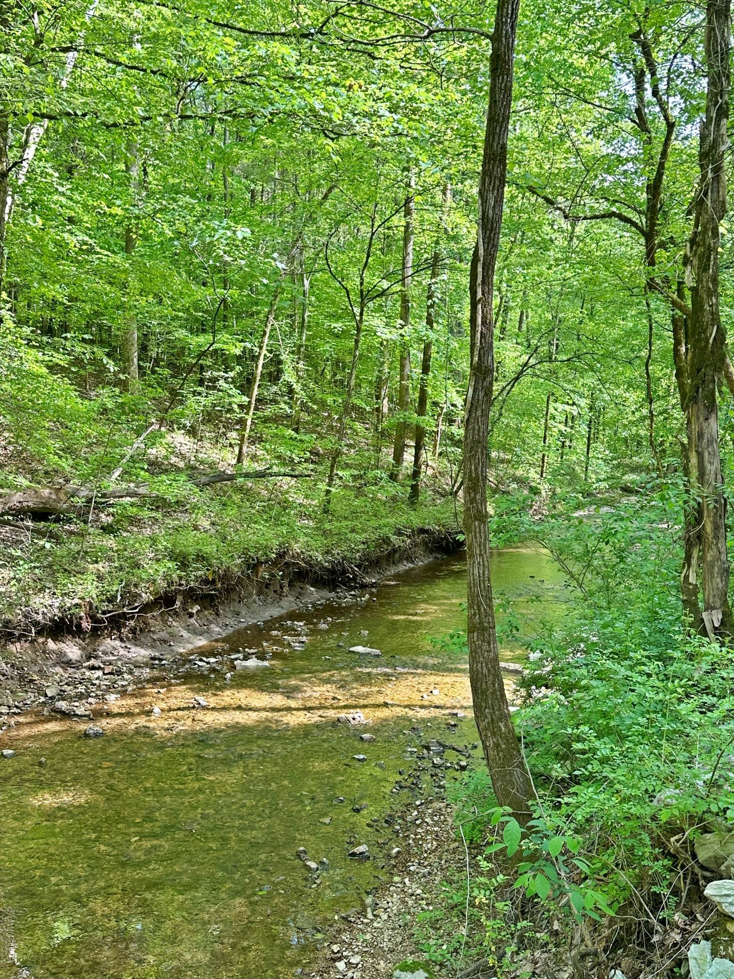 7107 Wells Cemetery Road Dickson, TN 37055 - Photo 45 of 59 a view of a back yard