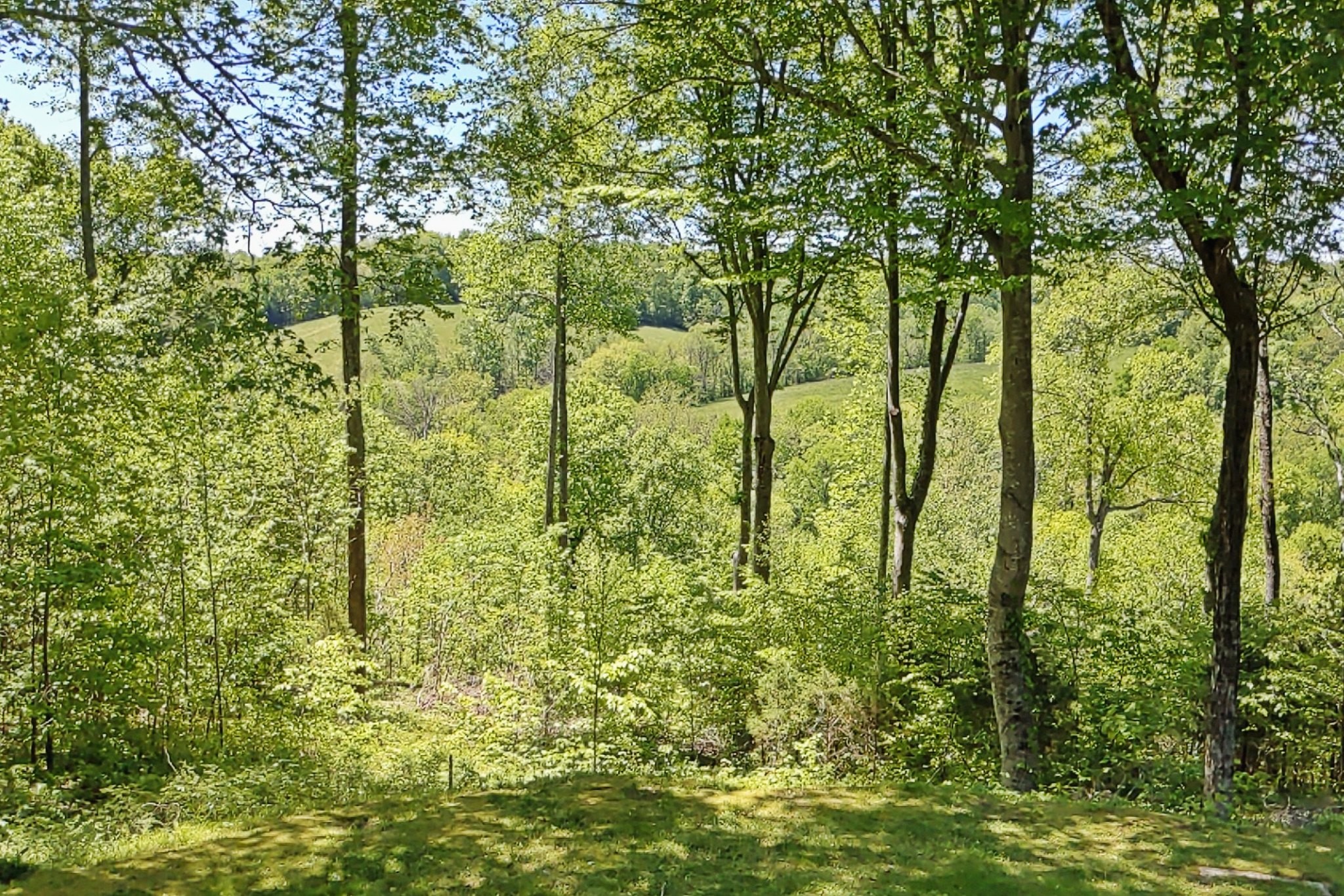 7107 Wells Cemetery Road Dickson, TN 37055 - Photo 57 of 59 a view of outdoor space and trees