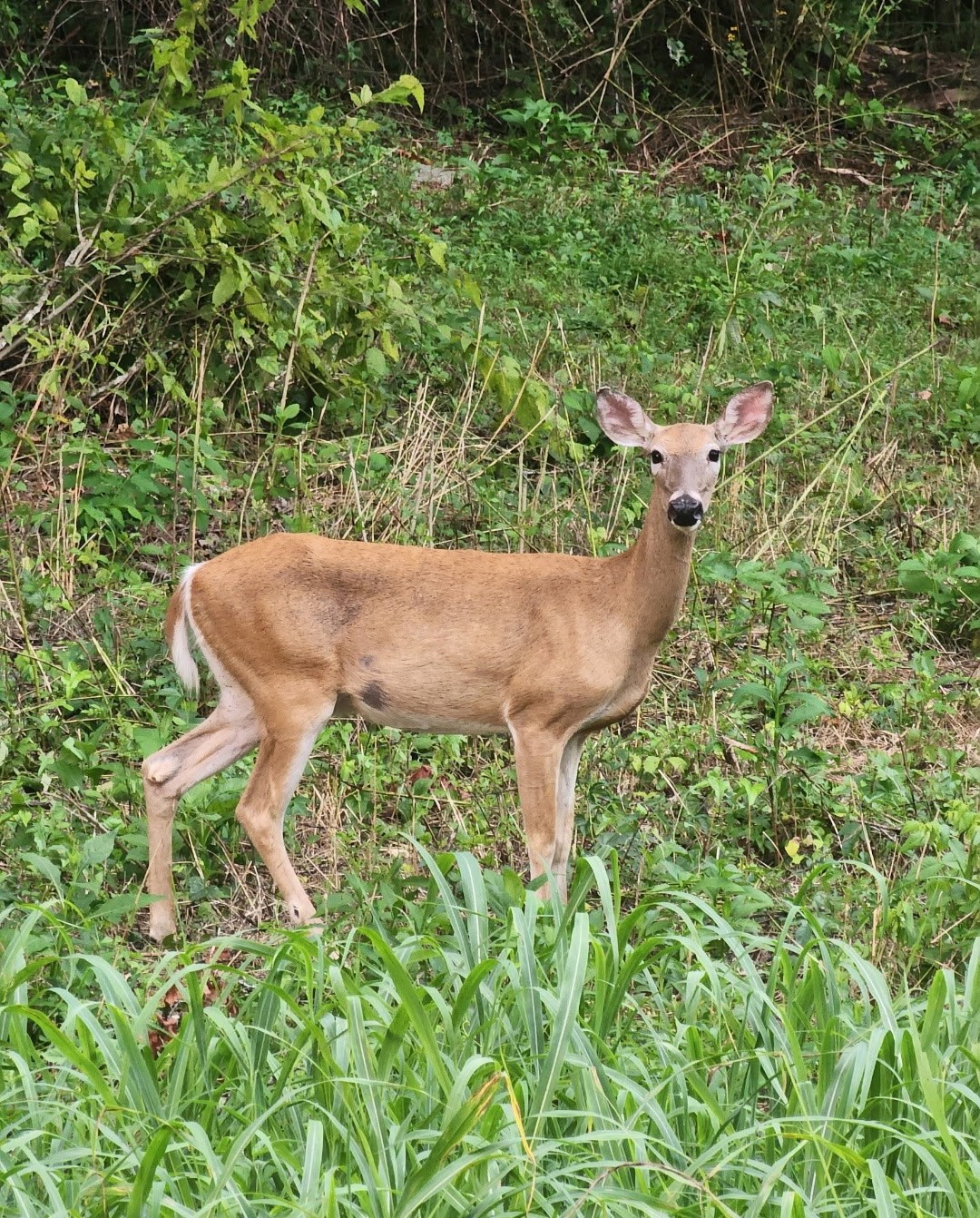 6241 Highway 49 East Springfield, TN 37172 - Photo 69 of 89