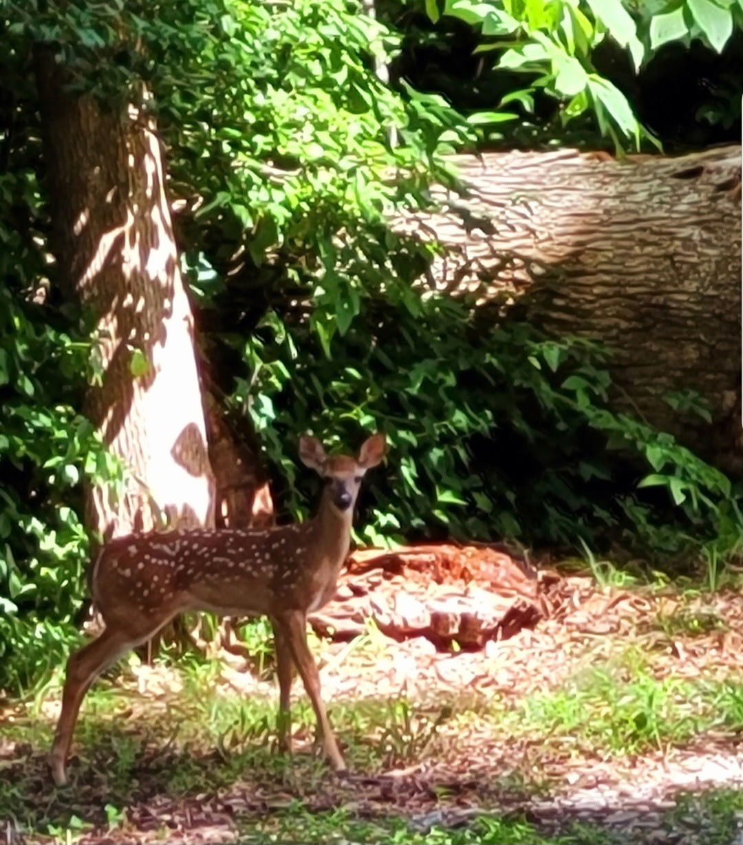 6241 Highway 49 East Springfield, TN 37172 - Photo 70 of 89