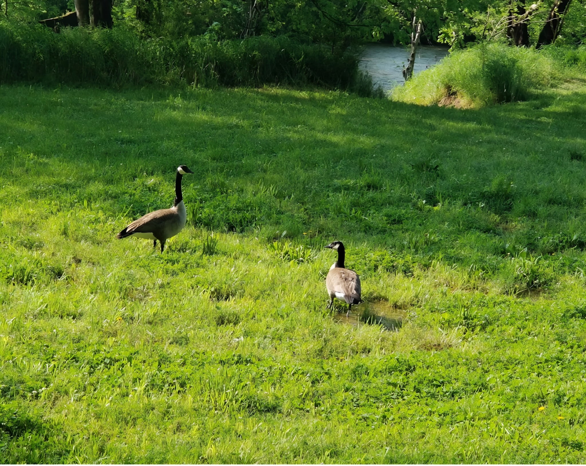 6241 Highway 49 East Springfield, TN 37172 - Photo 72 of 89