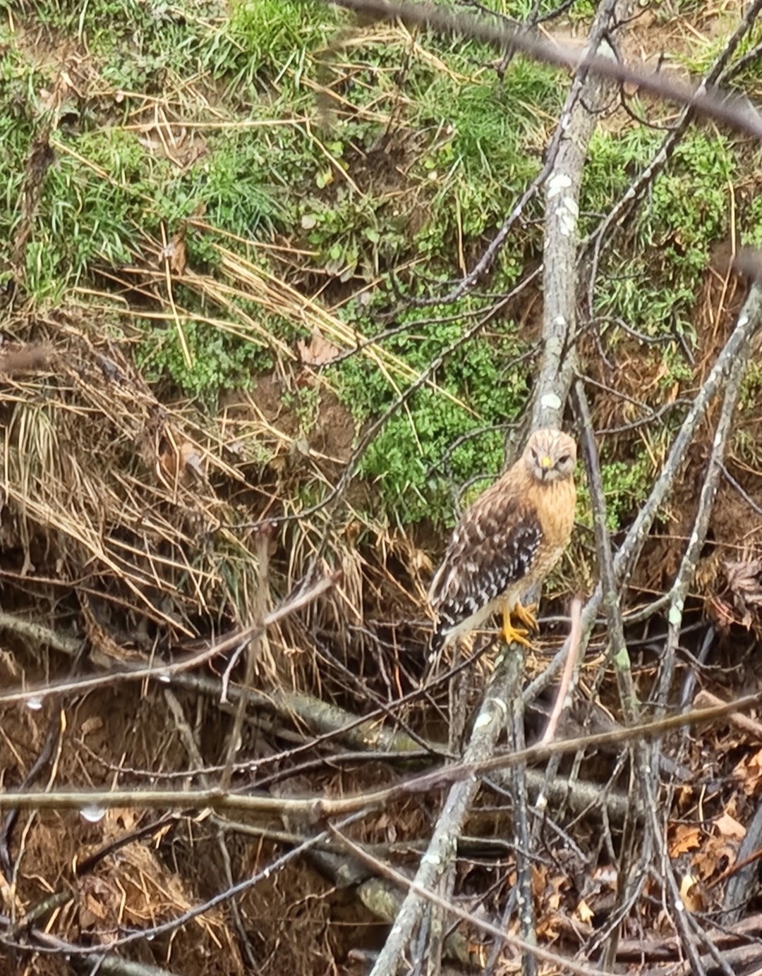 6241 Highway 49 East Springfield, TN 37172 - Photo 74 of 89