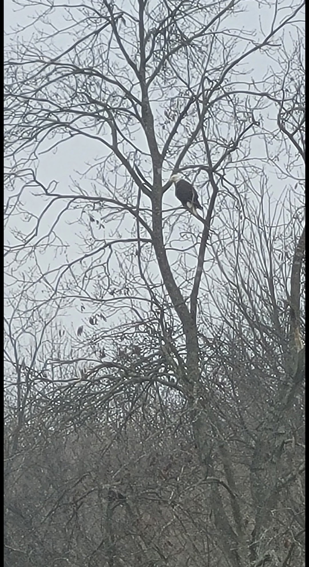 6241 Highway 49 East Springfield, TN 37172 - Photo 75 of 89