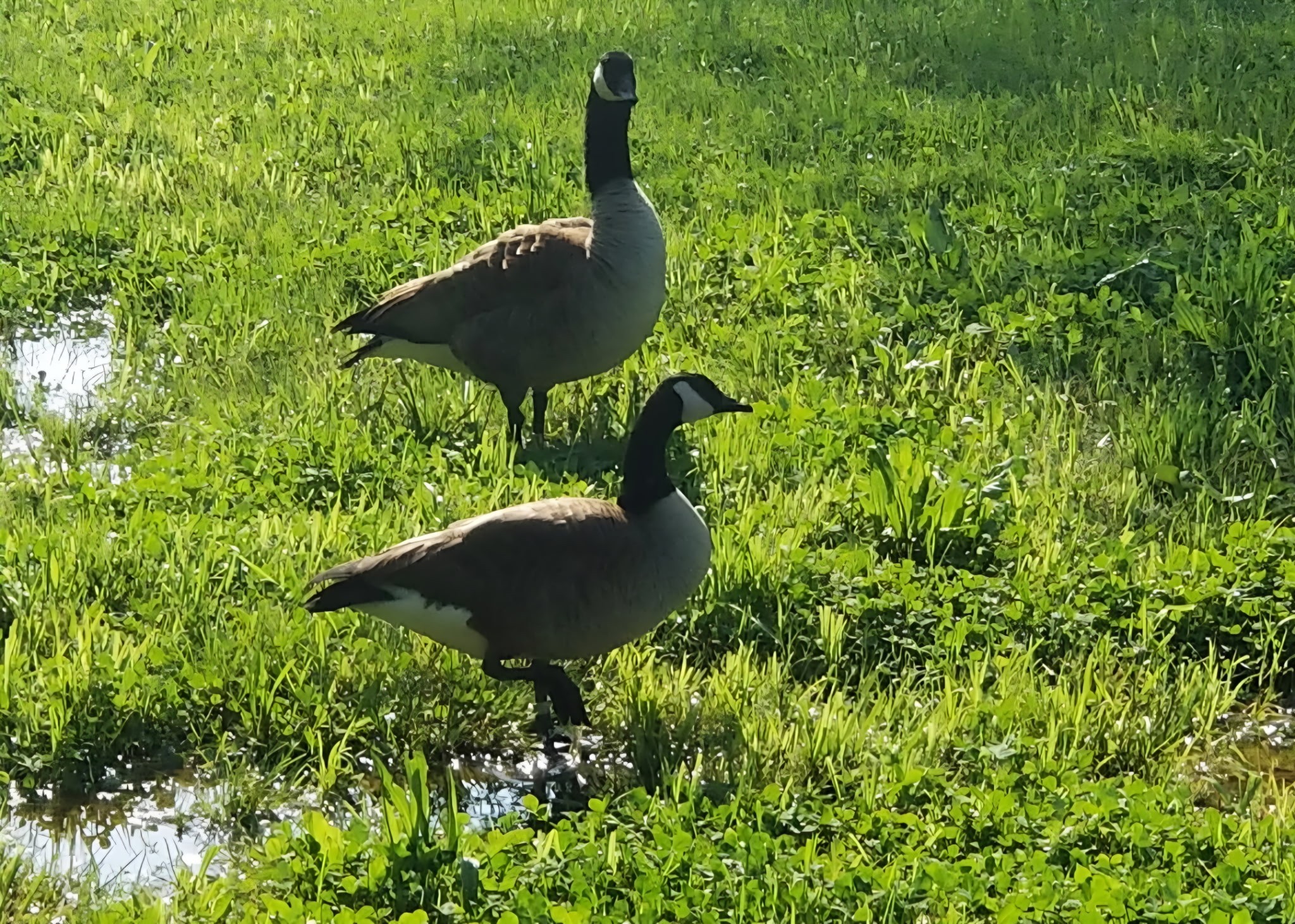 6241 Highway 49 East Springfield, TN 37172 - Photo 76 of 89