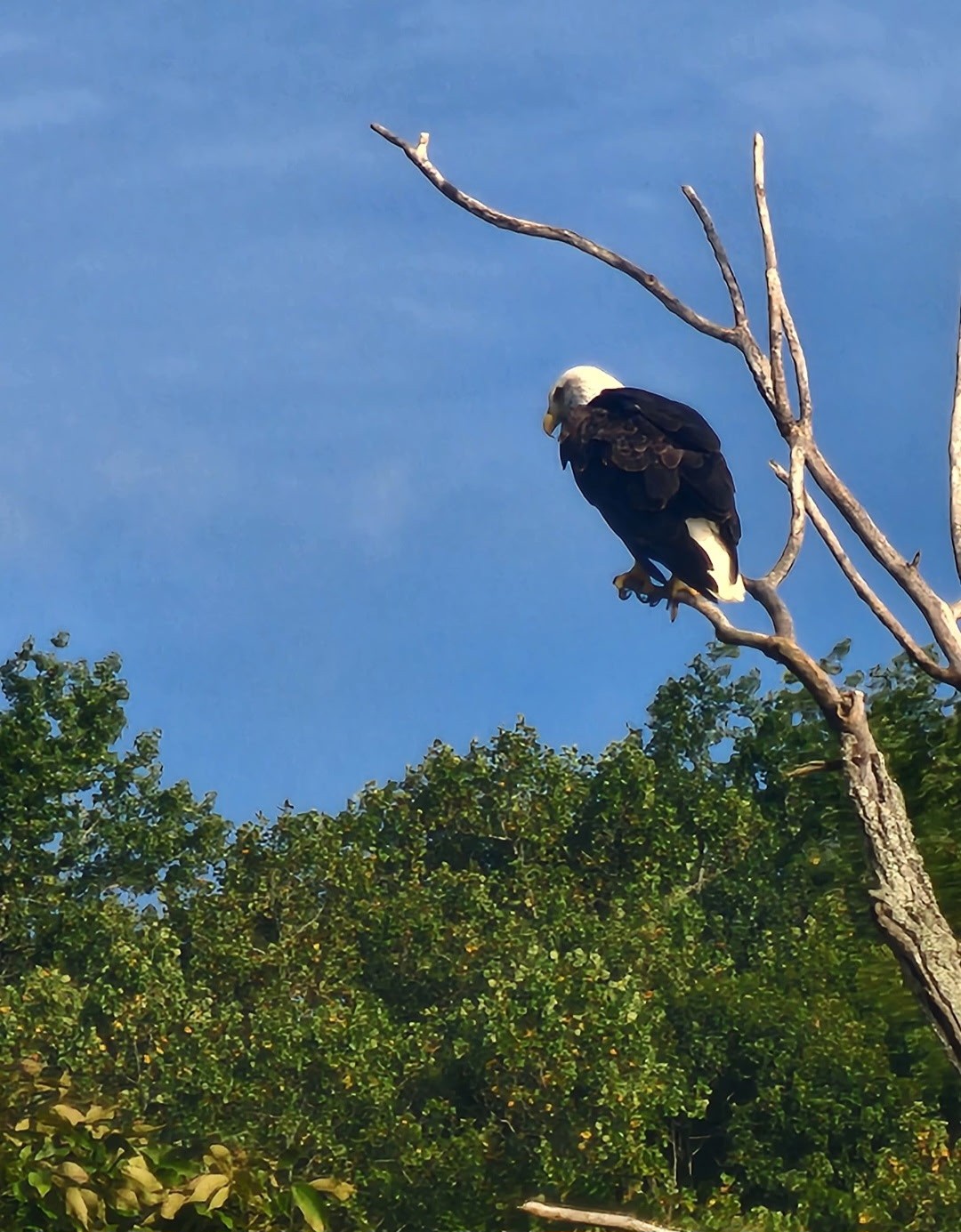 6241 Highway 49 East Springfield, TN 37172 - Photo 77 of 89