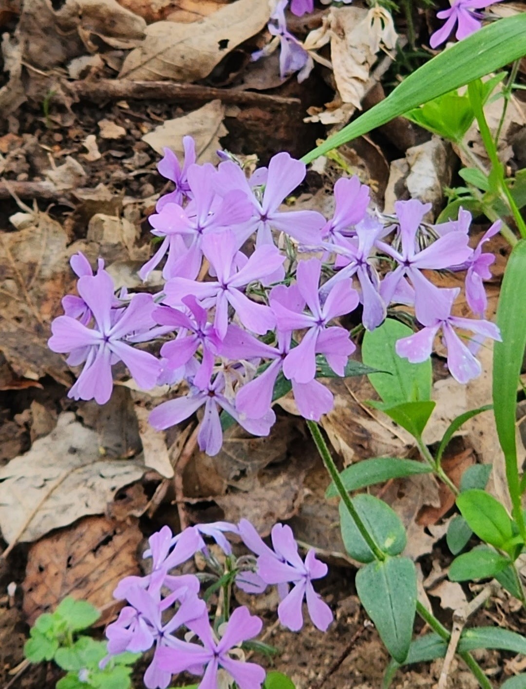 6241 Highway 49 East Springfield, TN 37172 - Photo 86 of 89