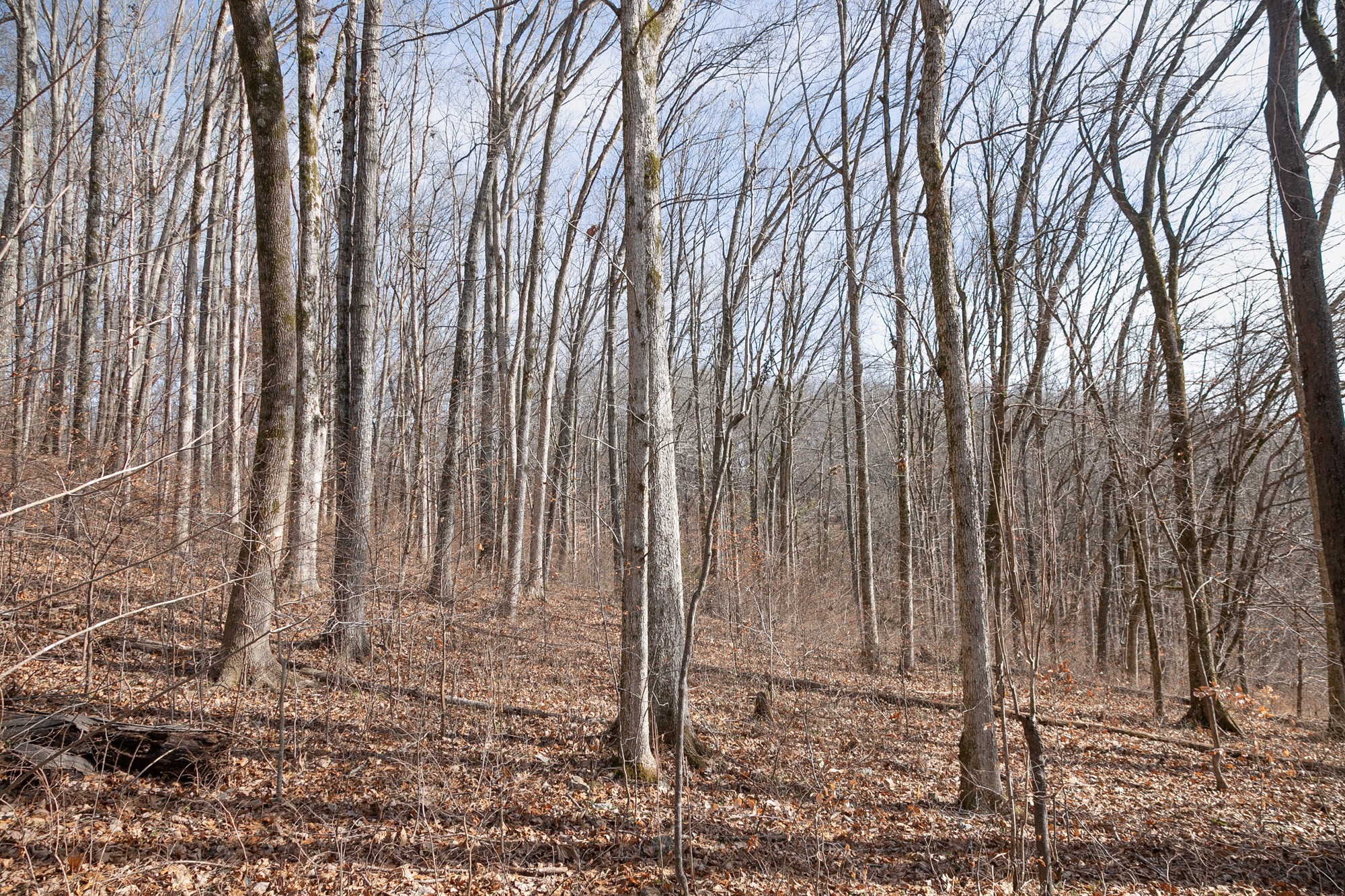 719 Minnow Branch Road Pulaski, TN 38478 - Photo 31 of 49 Gallery Image 31