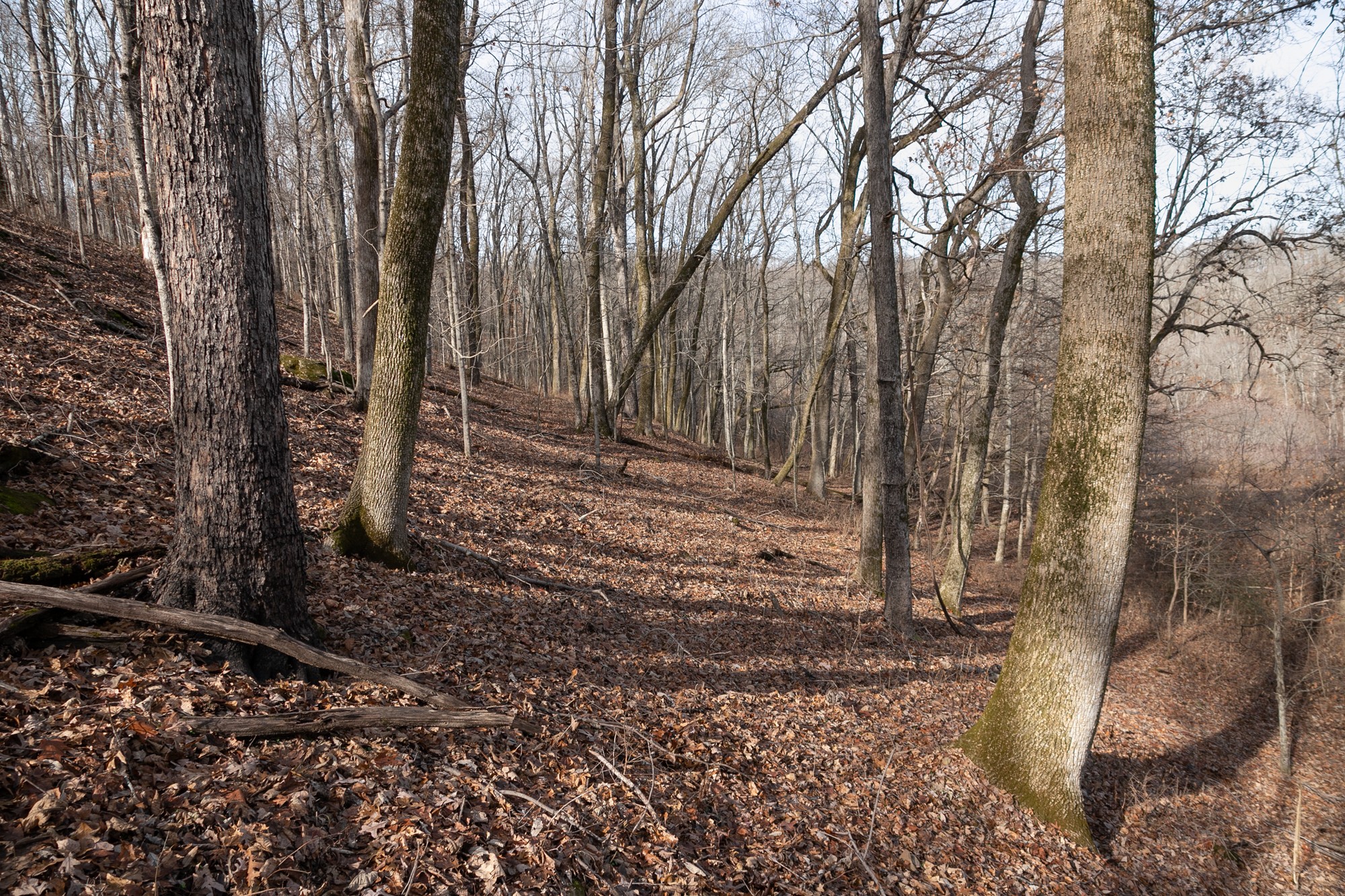 719 Minnow Branch Road Pulaski, TN 38478 - Photo 32 of 49 Gallery Image 32