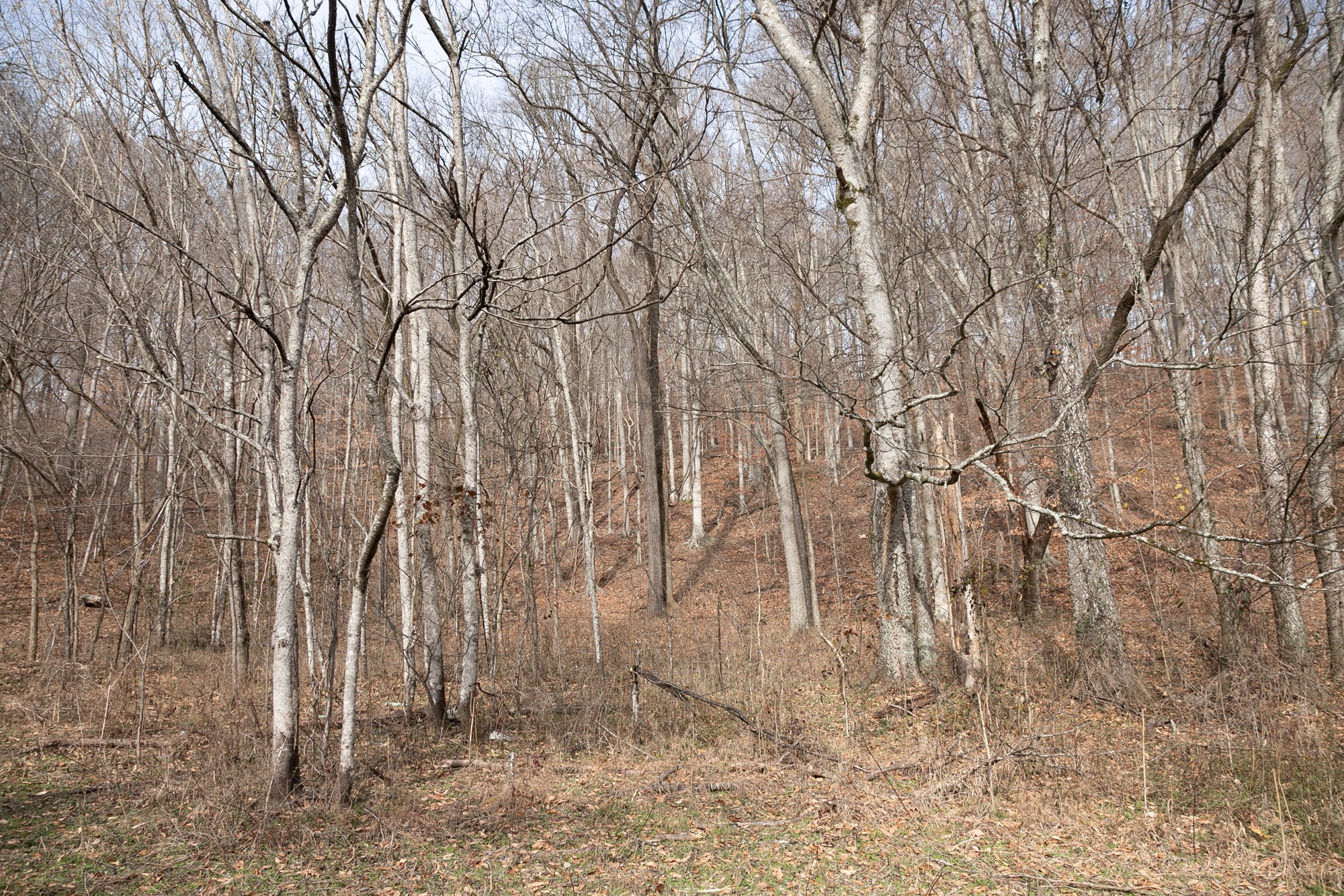 719 Minnow Branch Road Pulaski, TN 38478 - Photo 36 of 49 Gallery Image 36