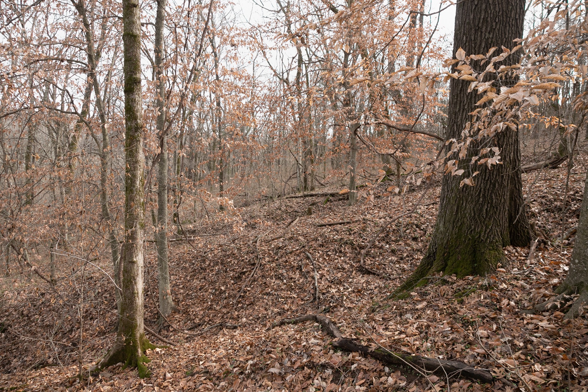 719 Minnow Branch Road Pulaski, TN 38478 - Photo 42 of 49 Gallery Image 42