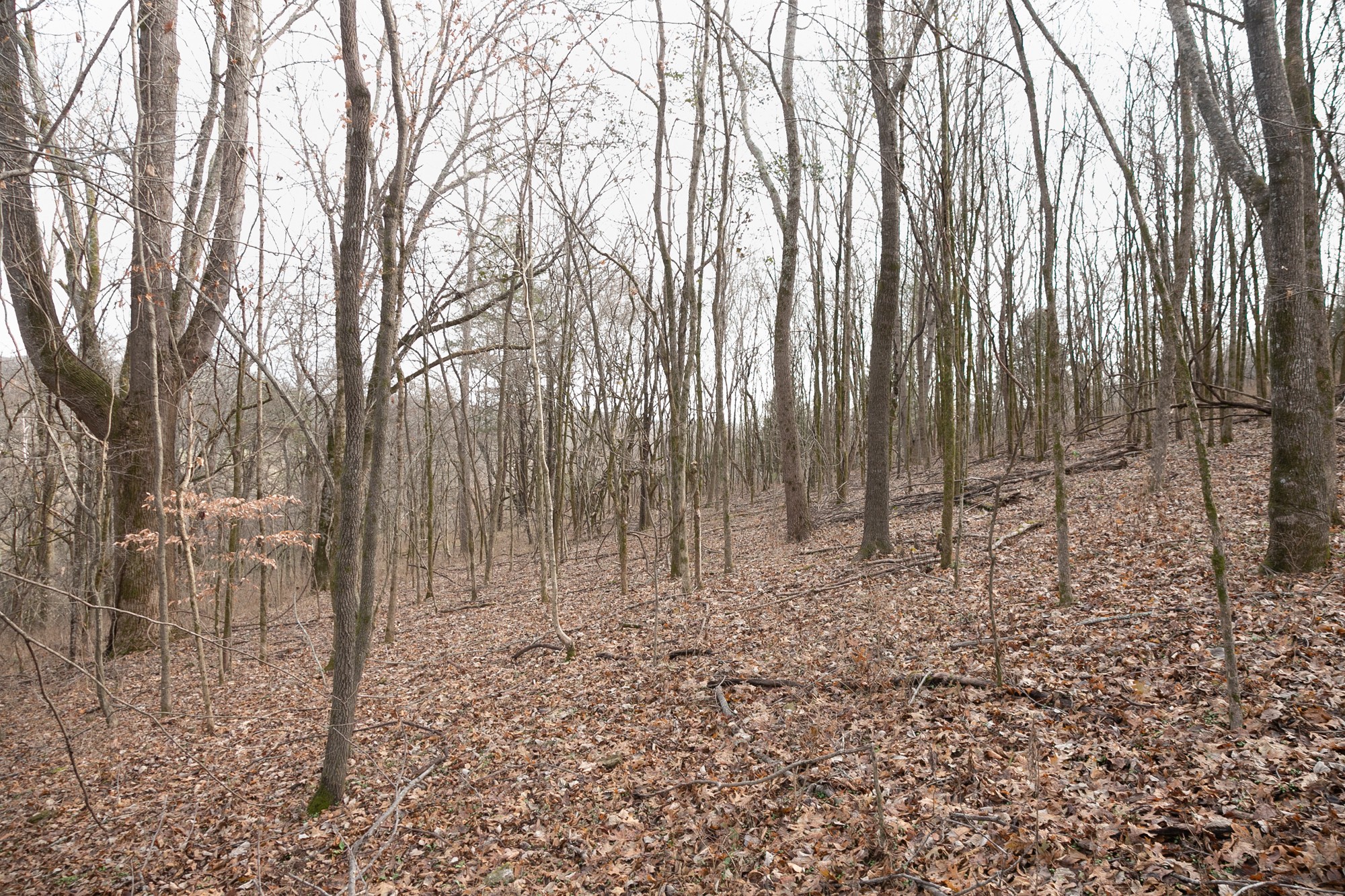 719 Minnow Branch Road Pulaski, TN 38478 - Photo 43 of 49 Gallery Image 43